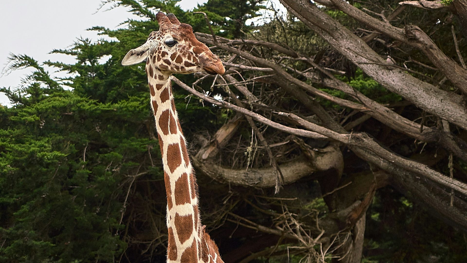 giraffe standing near tree at daytime