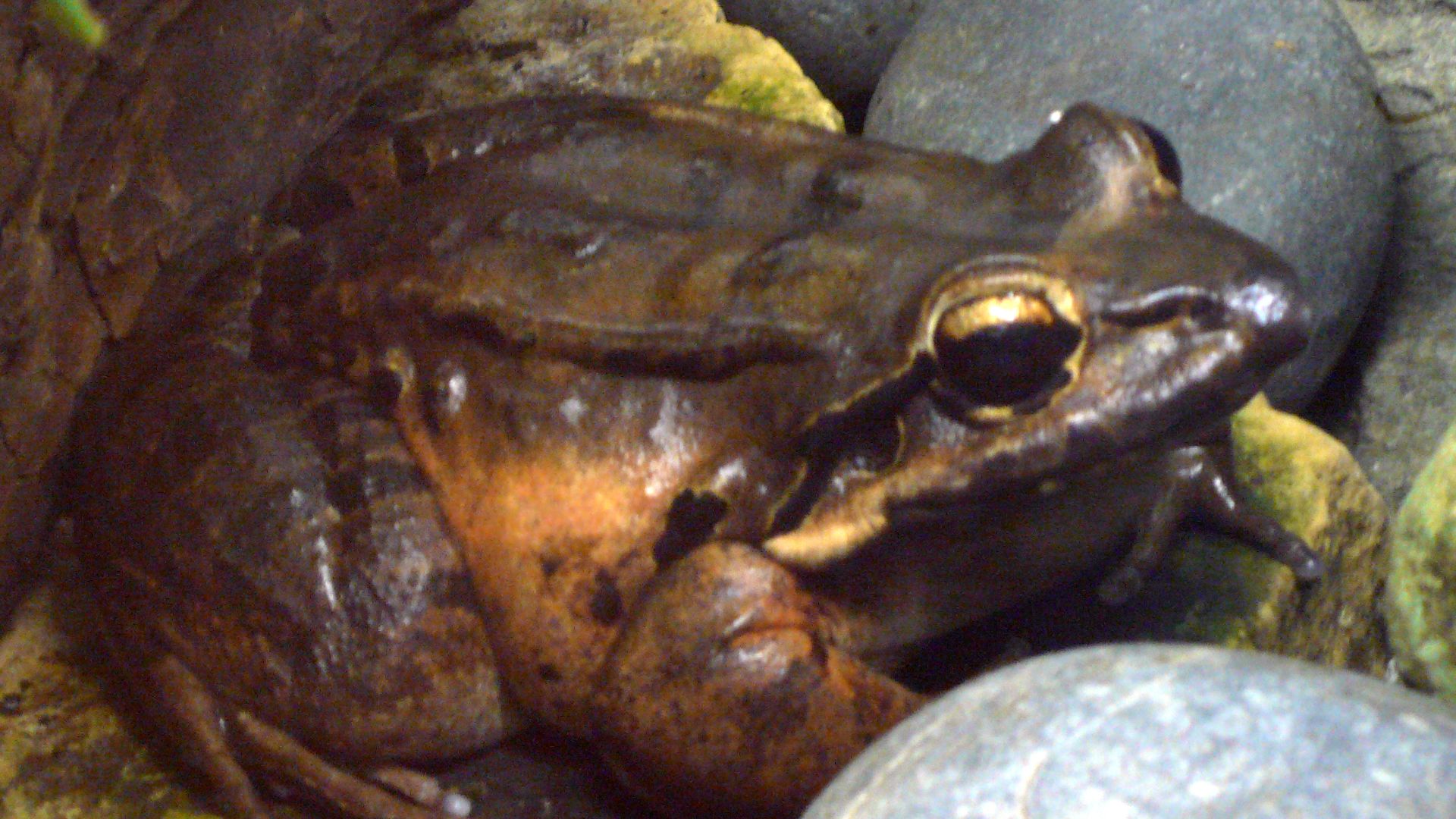 File:Leptodactylus fallax.jpg
