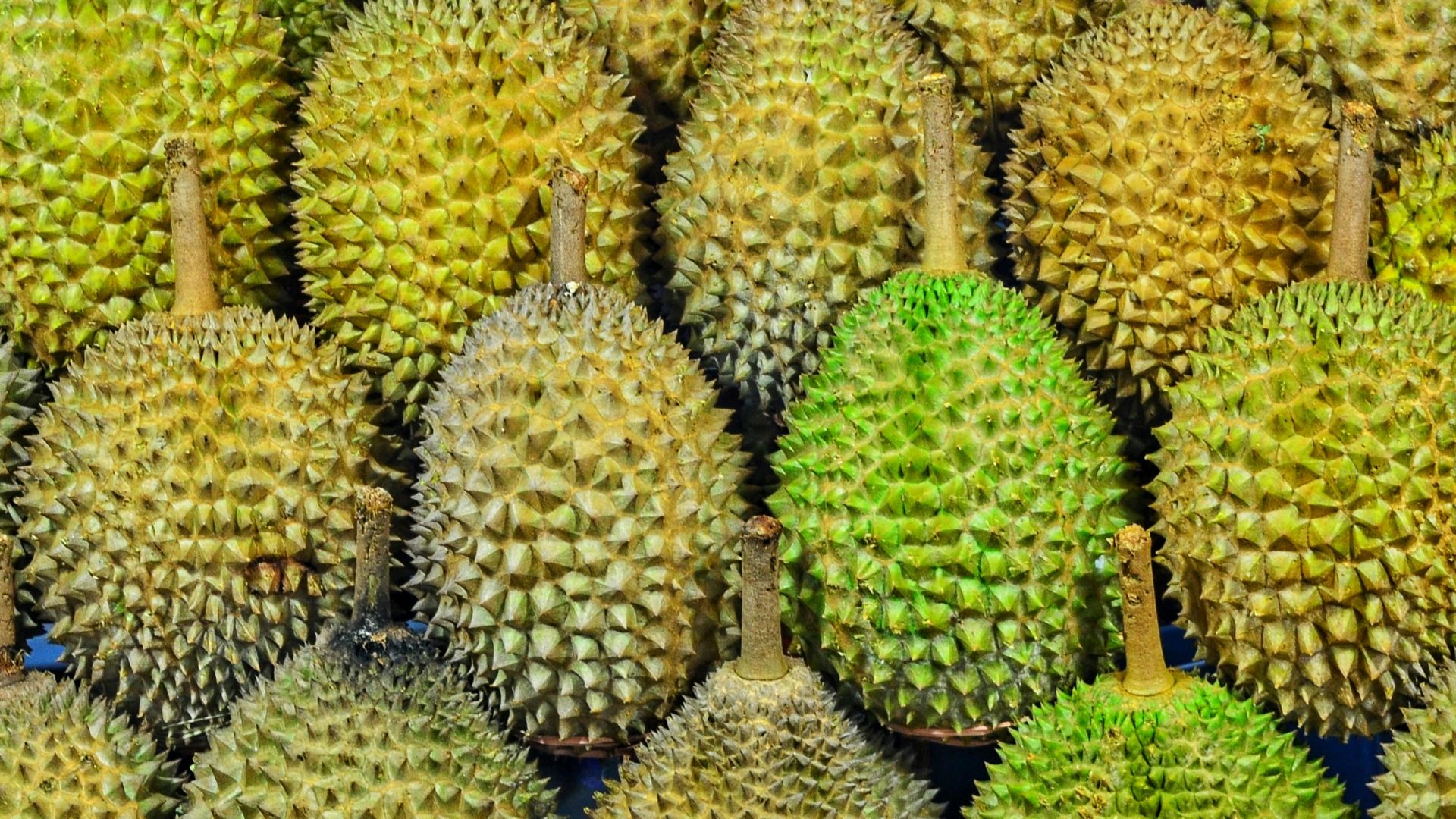 durian fruits