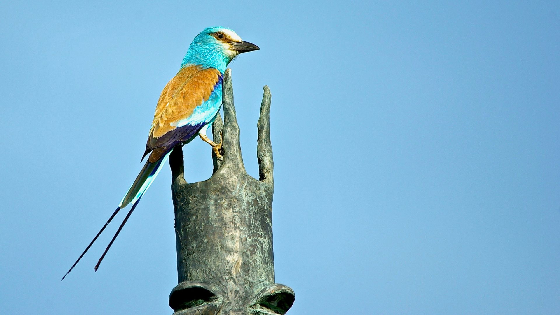 blue and brown bird on tree branch