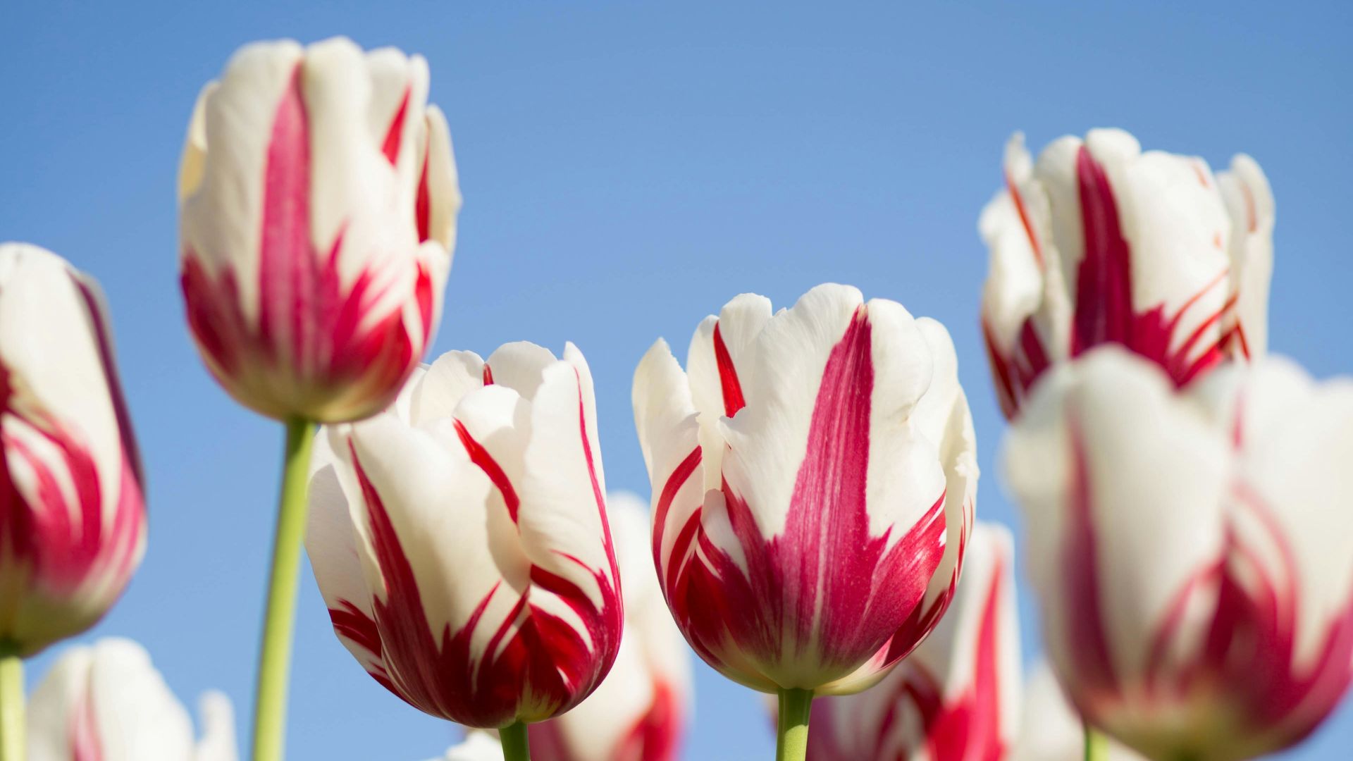 shallow focus photography of white-and-pink petaled flowers
