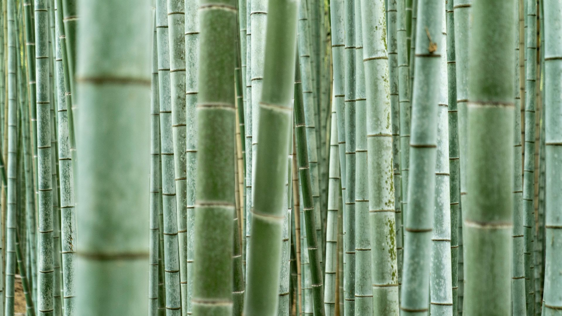 a group of tall green bamboo trees in a forest