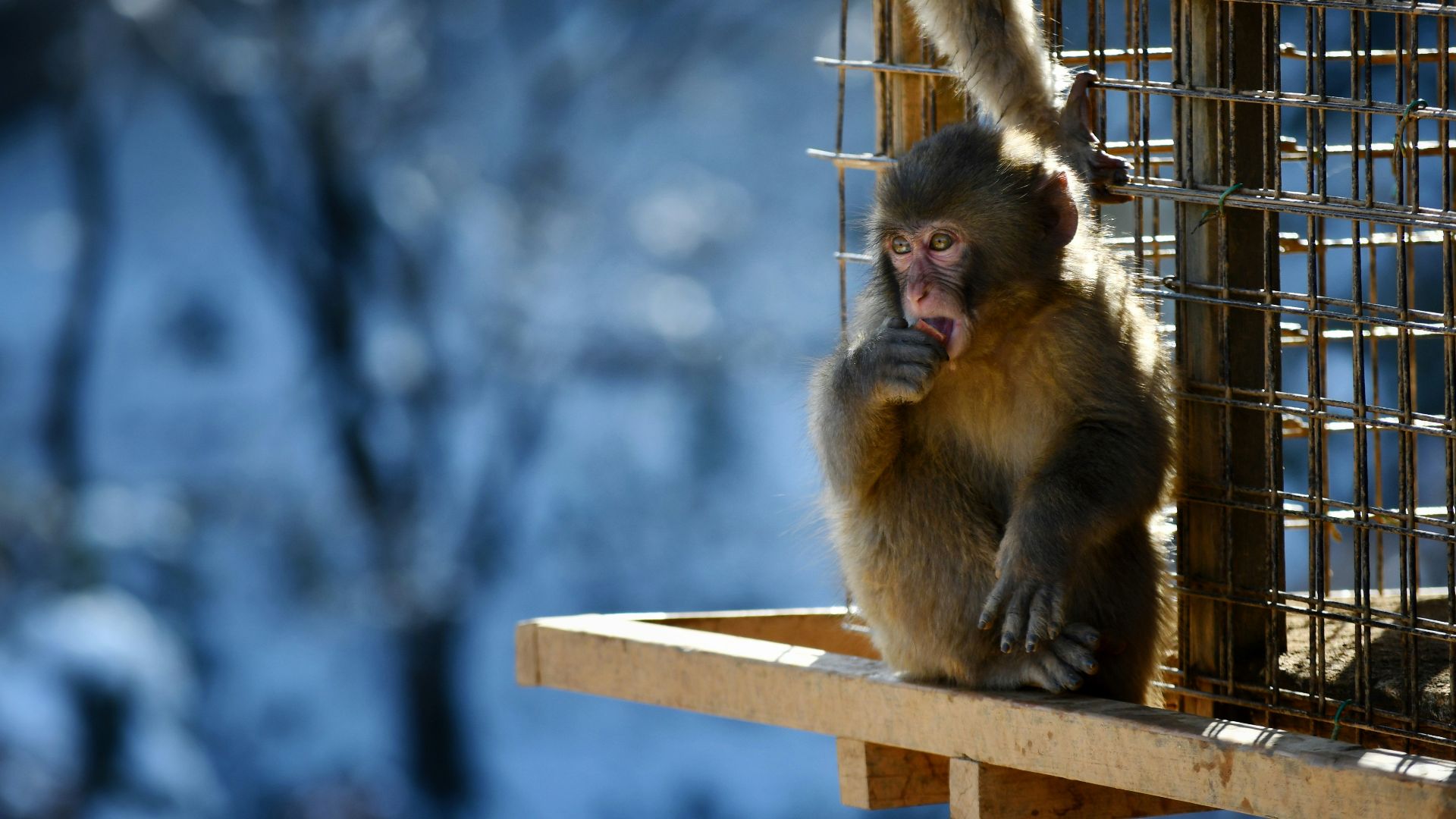 a monkey that is sitting on a ledge