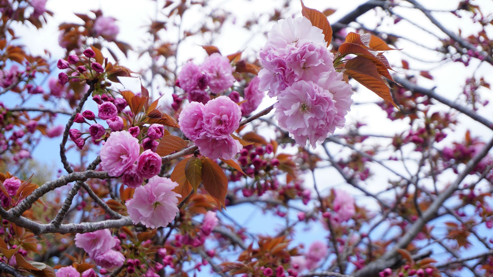 pink flowers on brown tree branch