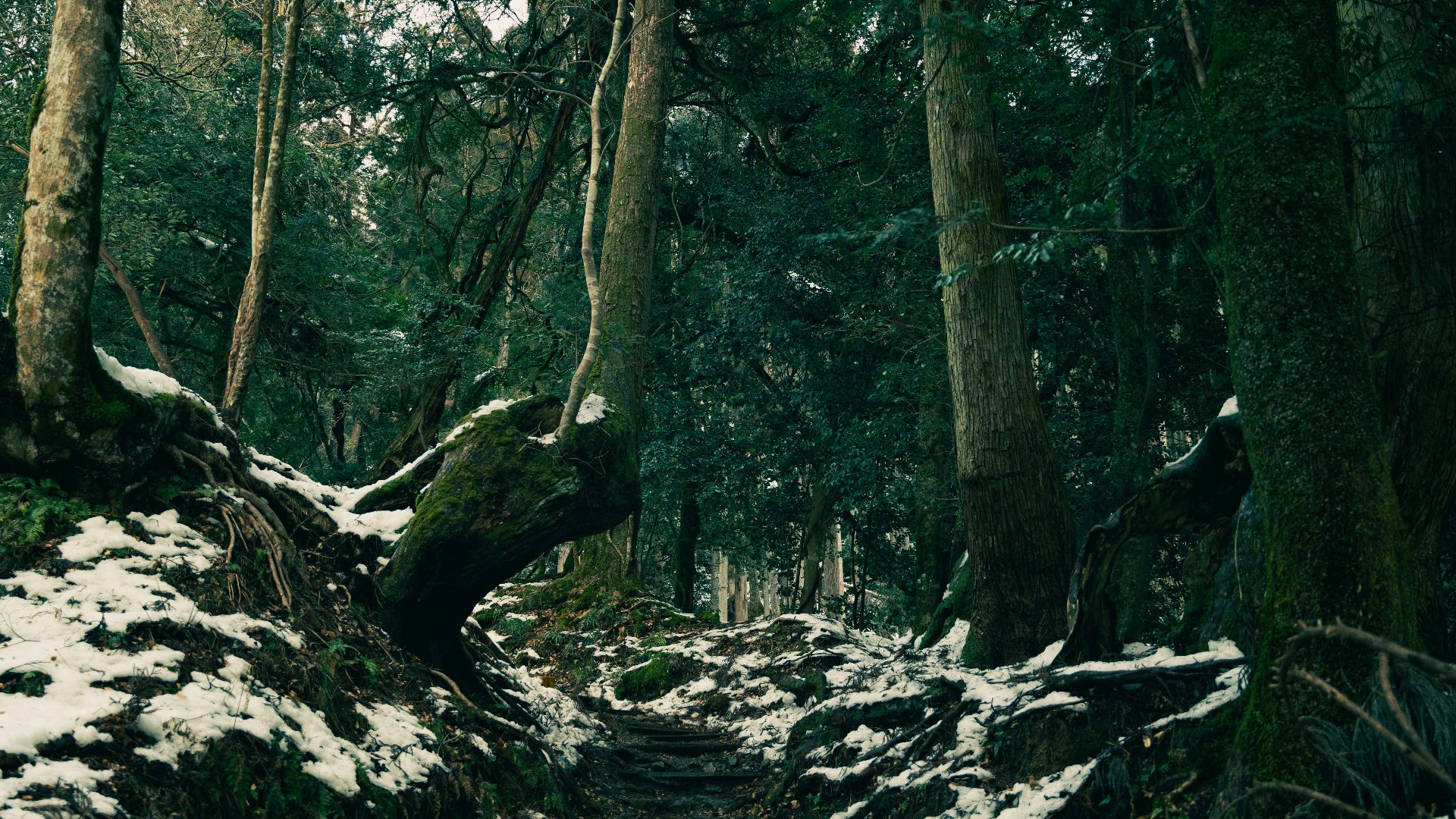 a snow covered path through a forest with lots of trees