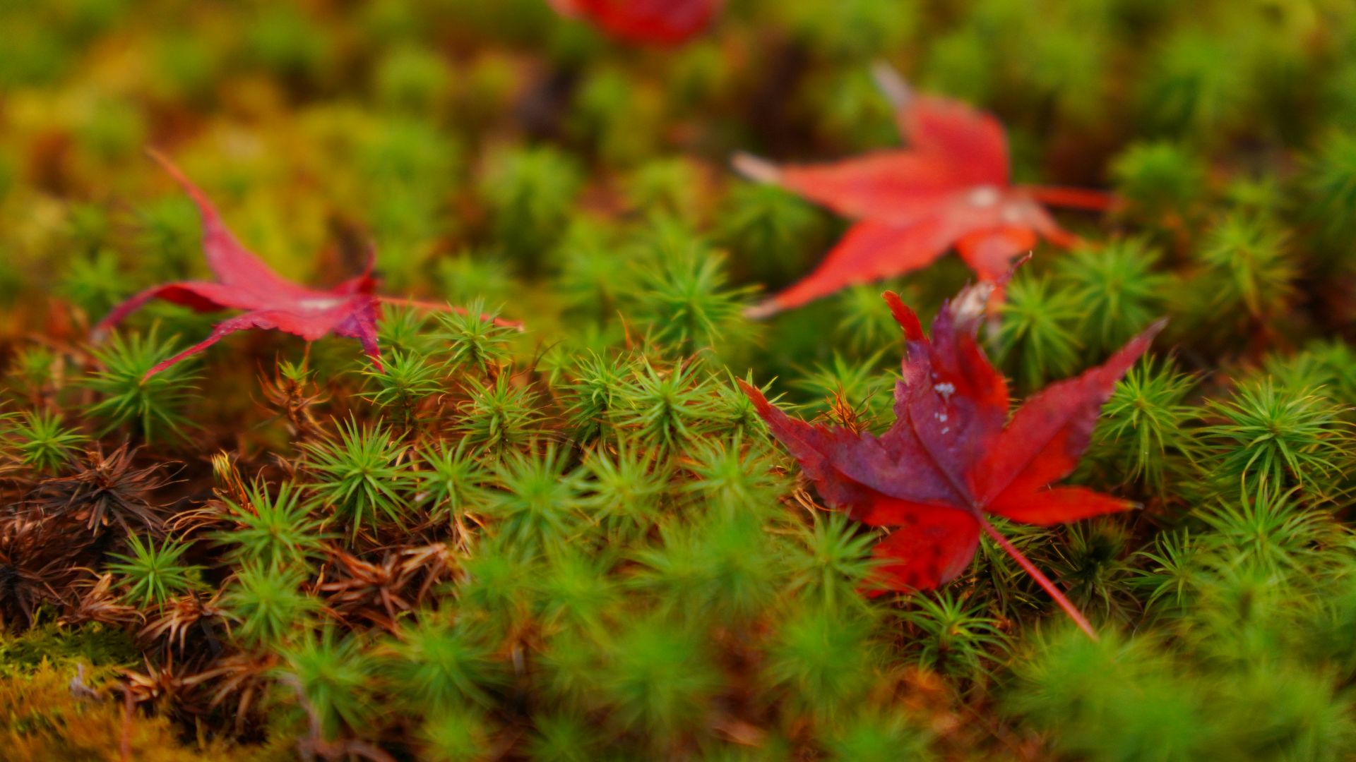 red leaves on a plant