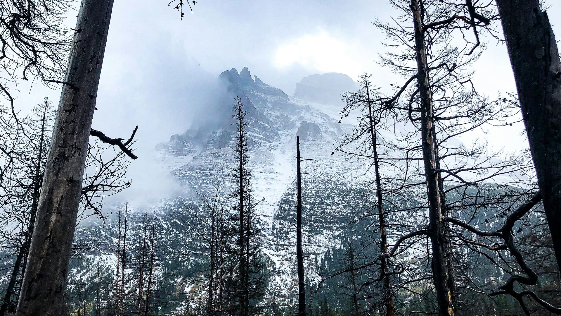 green trees near mountain during daytime