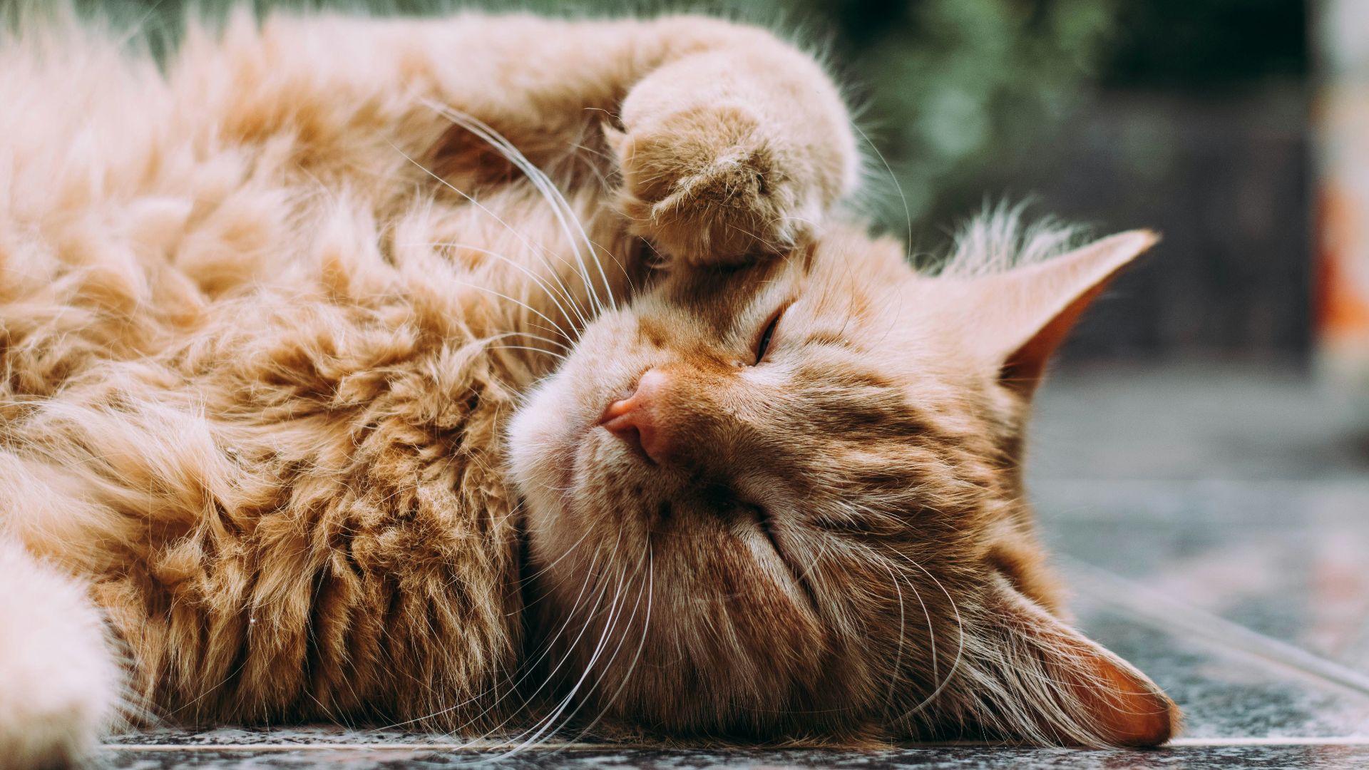 orange Persian cat sleeping