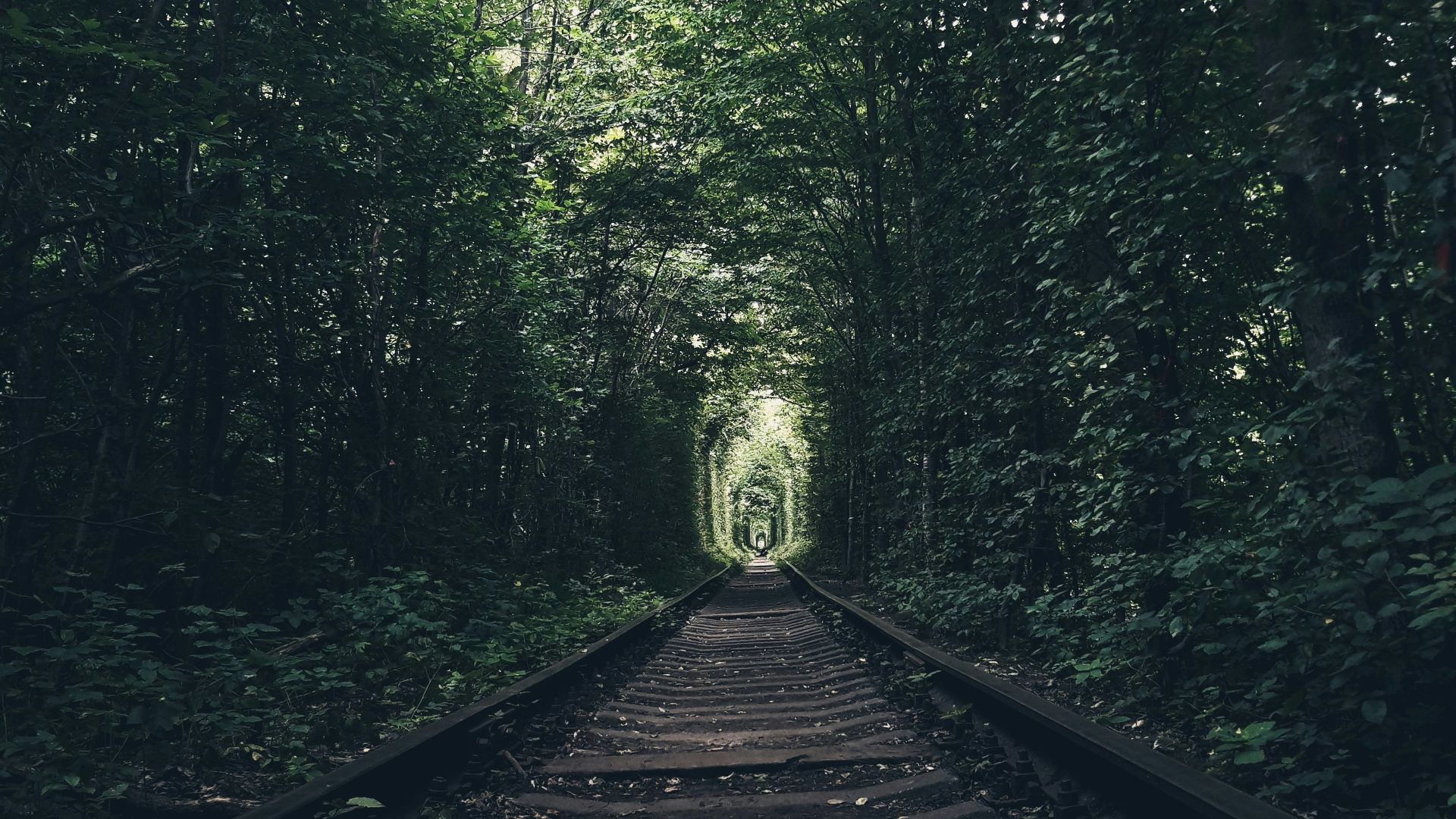 black metal train rail in the middle of green trees