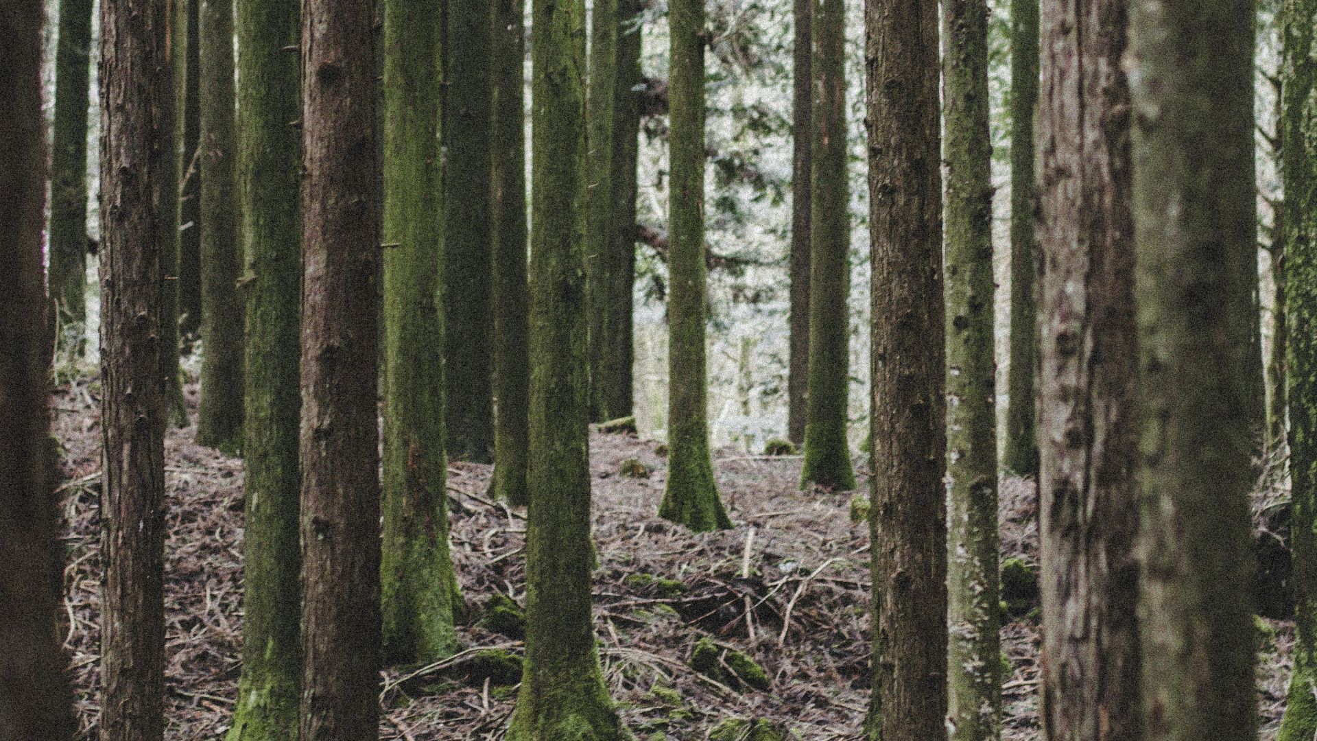 a forest filled with lots of tall trees