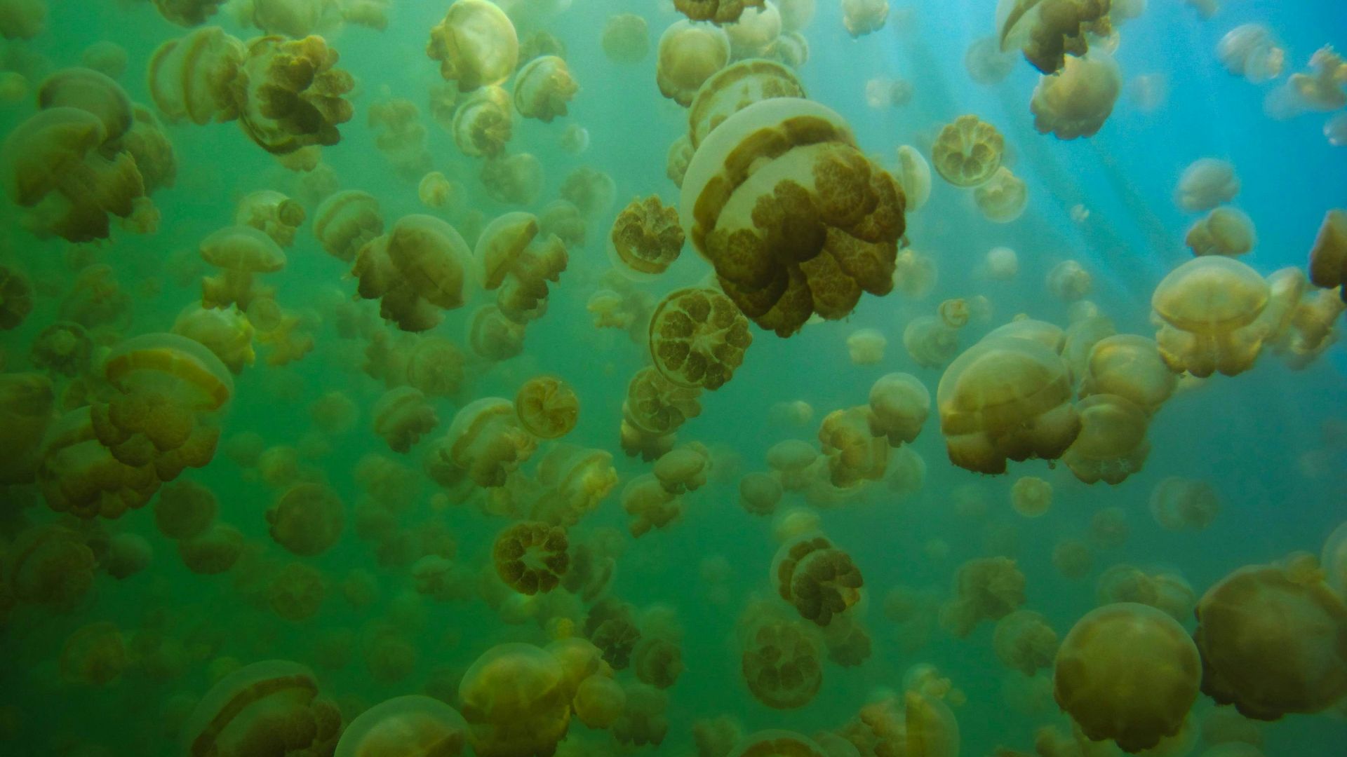 blue and white jellyfish under water
