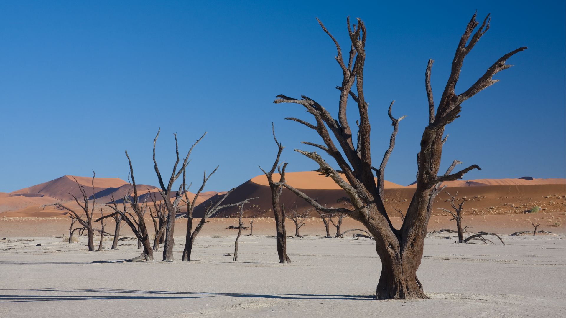 File:Dead Vlei 4.jpg