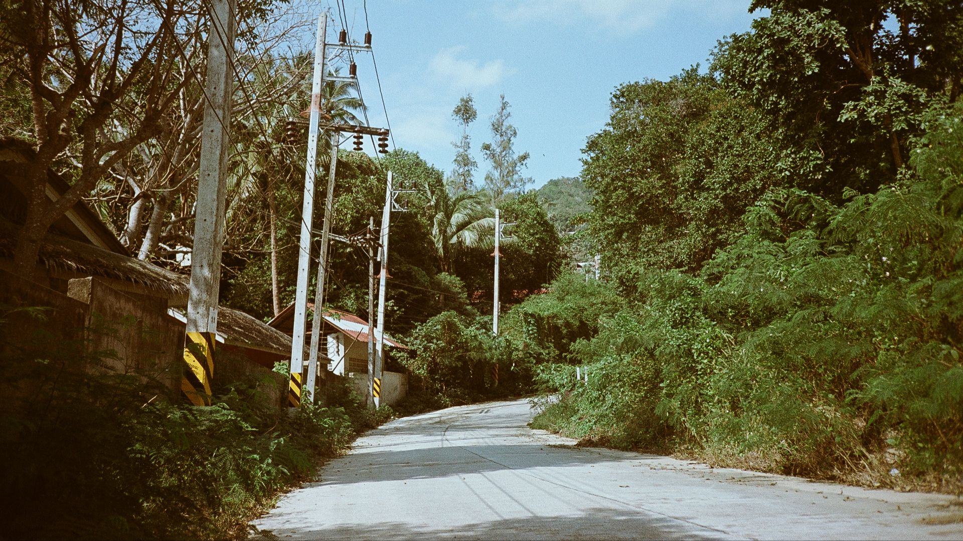 A road with a bunch of trees on both sides of it