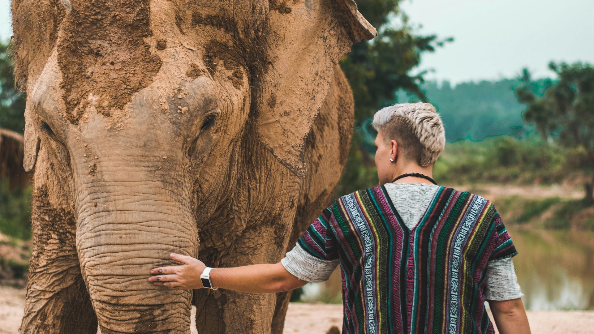 man wearing baja jacket touching brown elephant covered with mud