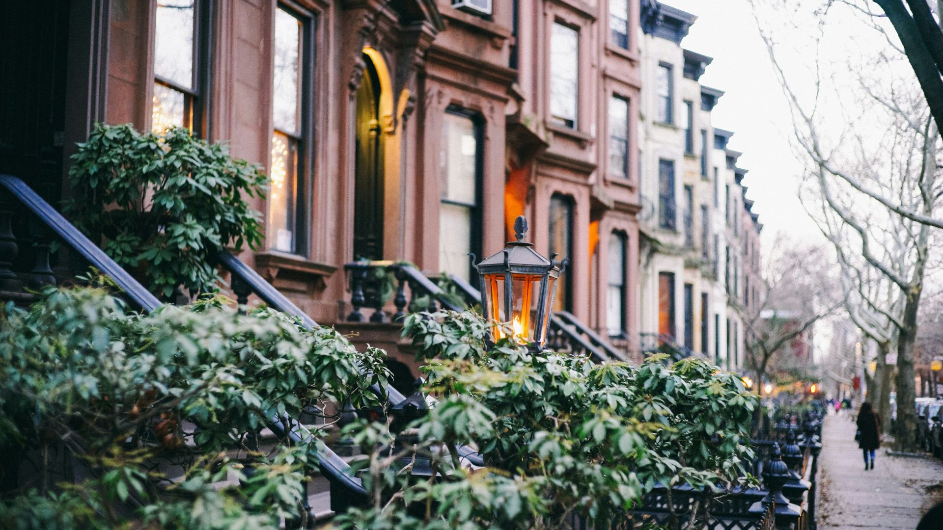 macro photography of plants near street
