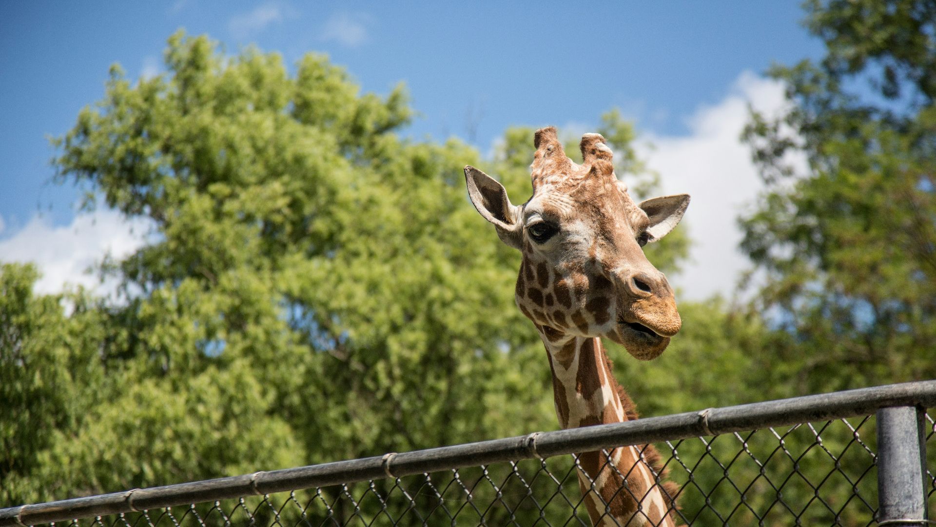 brown and white giraffe ]