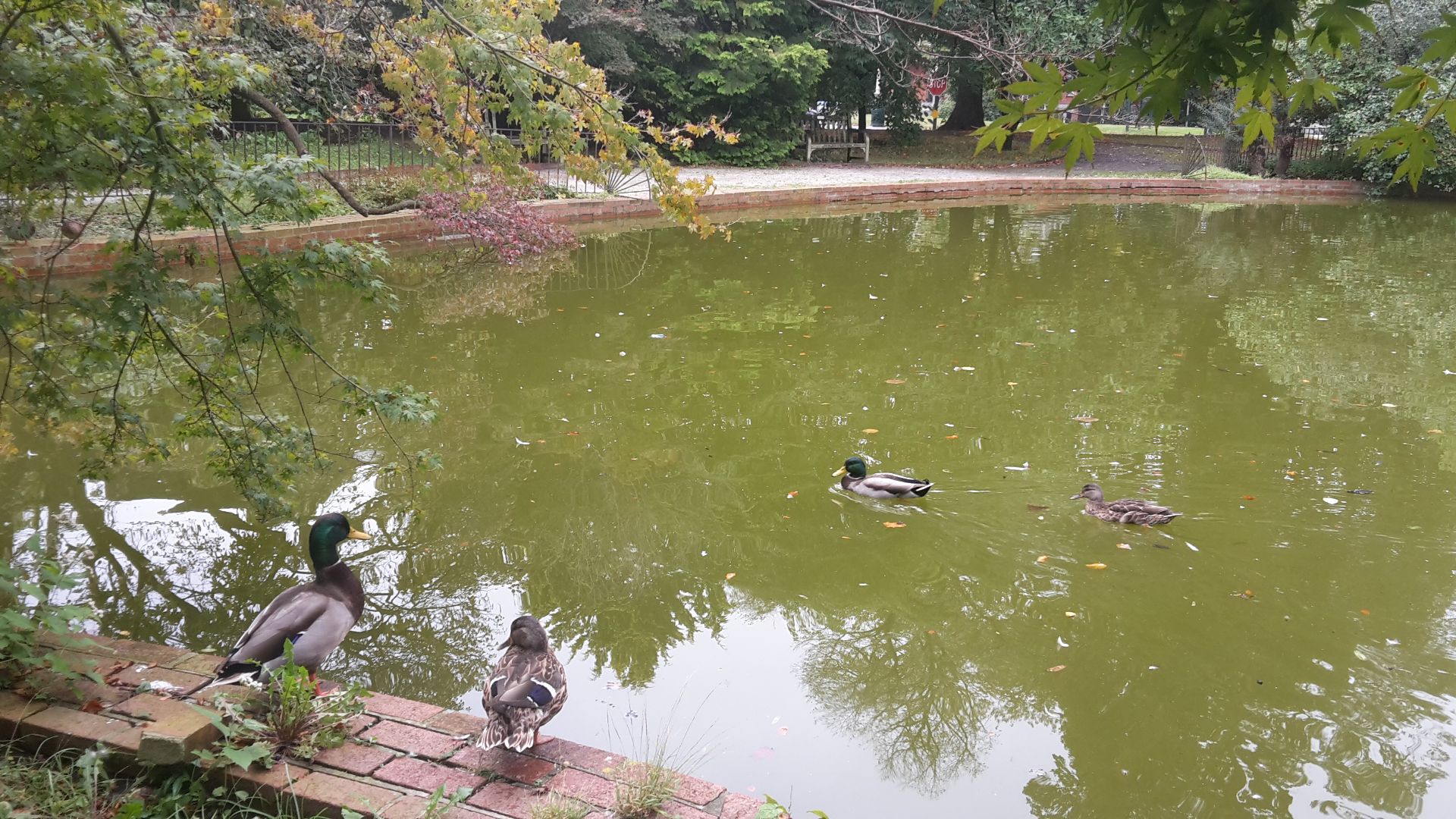 File:20171014-Snug Harbor Cultural Center and Botanical Garden pond 2.jpg