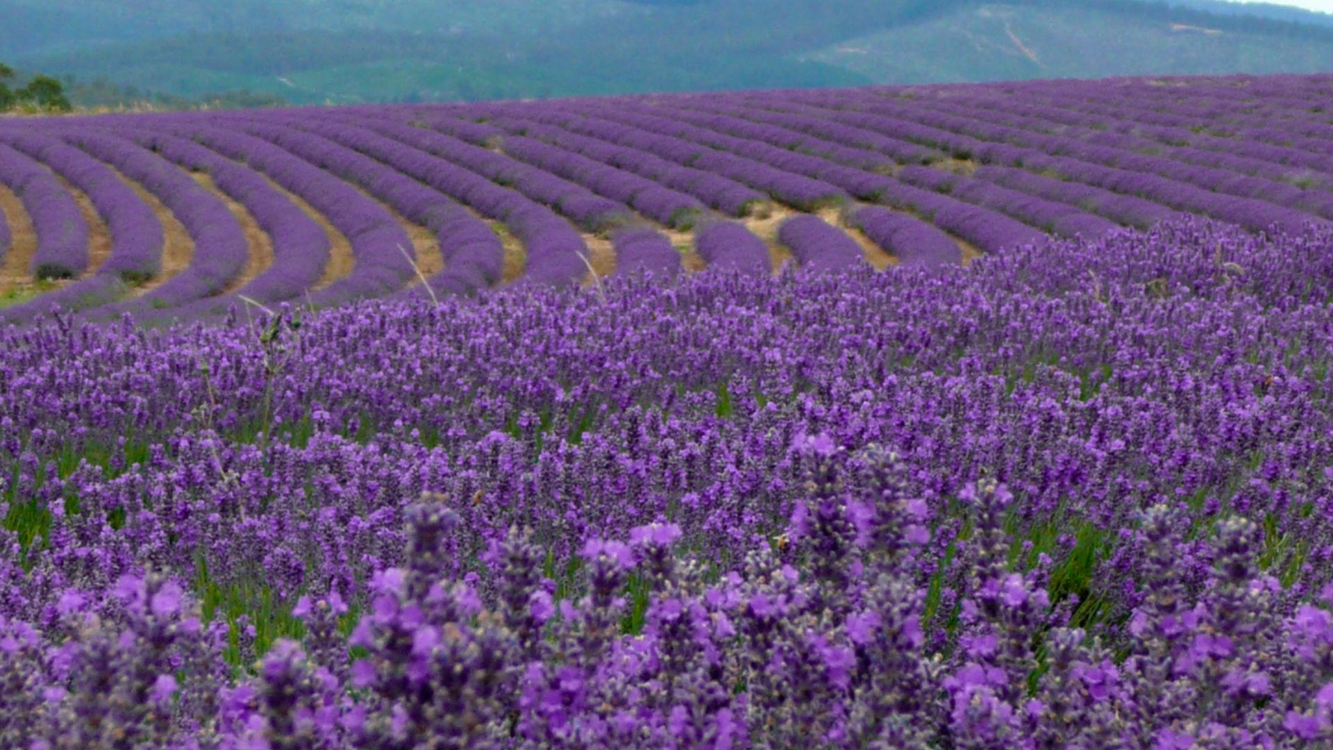 File:The Bridestowe Estate, Tasmania.jpg