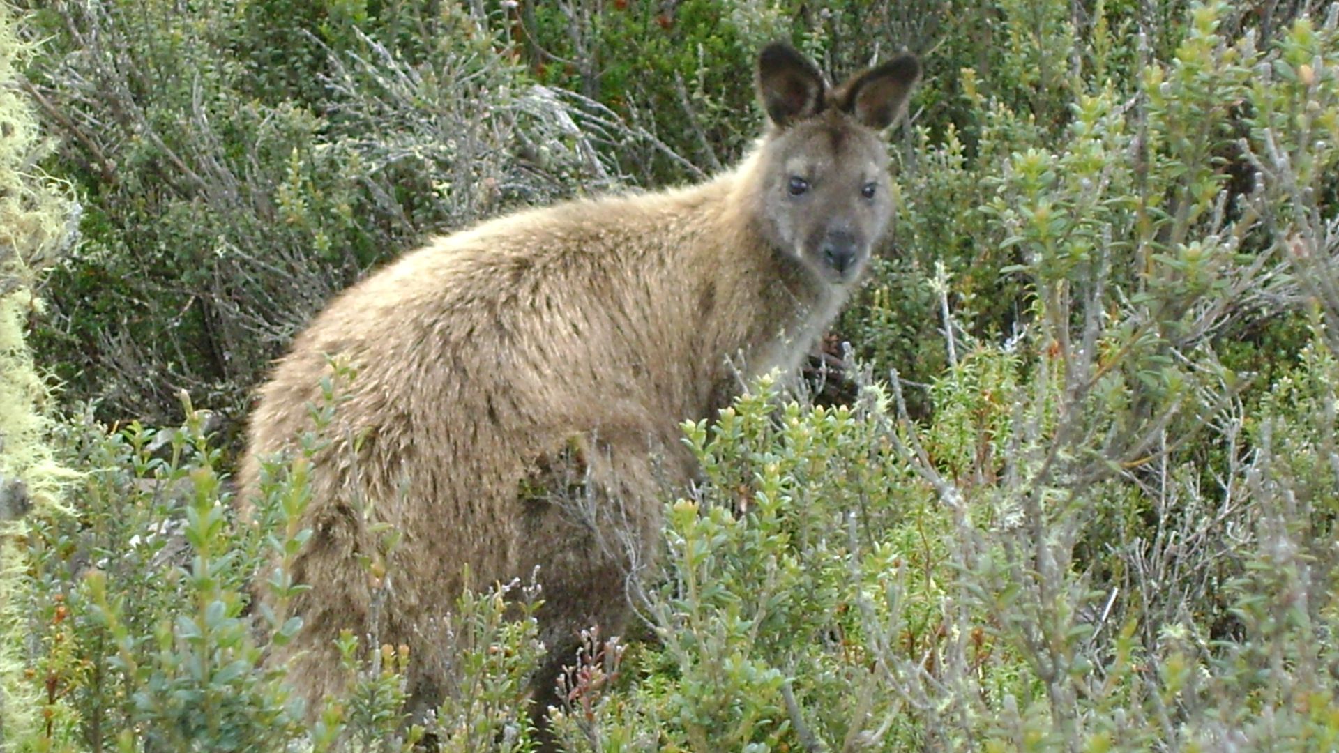 File:Lake St Clair National Park Shadow Lake Track.jpg