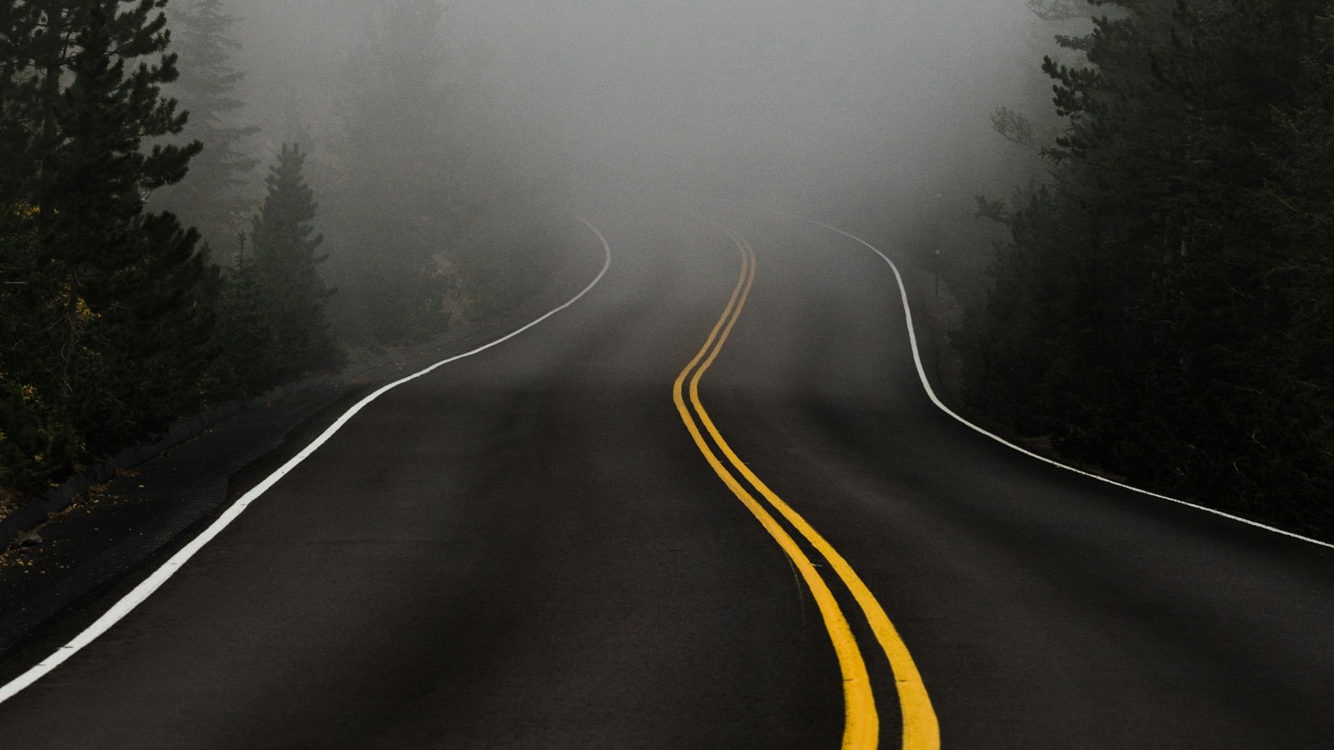 empty road surrounded with trees with fog