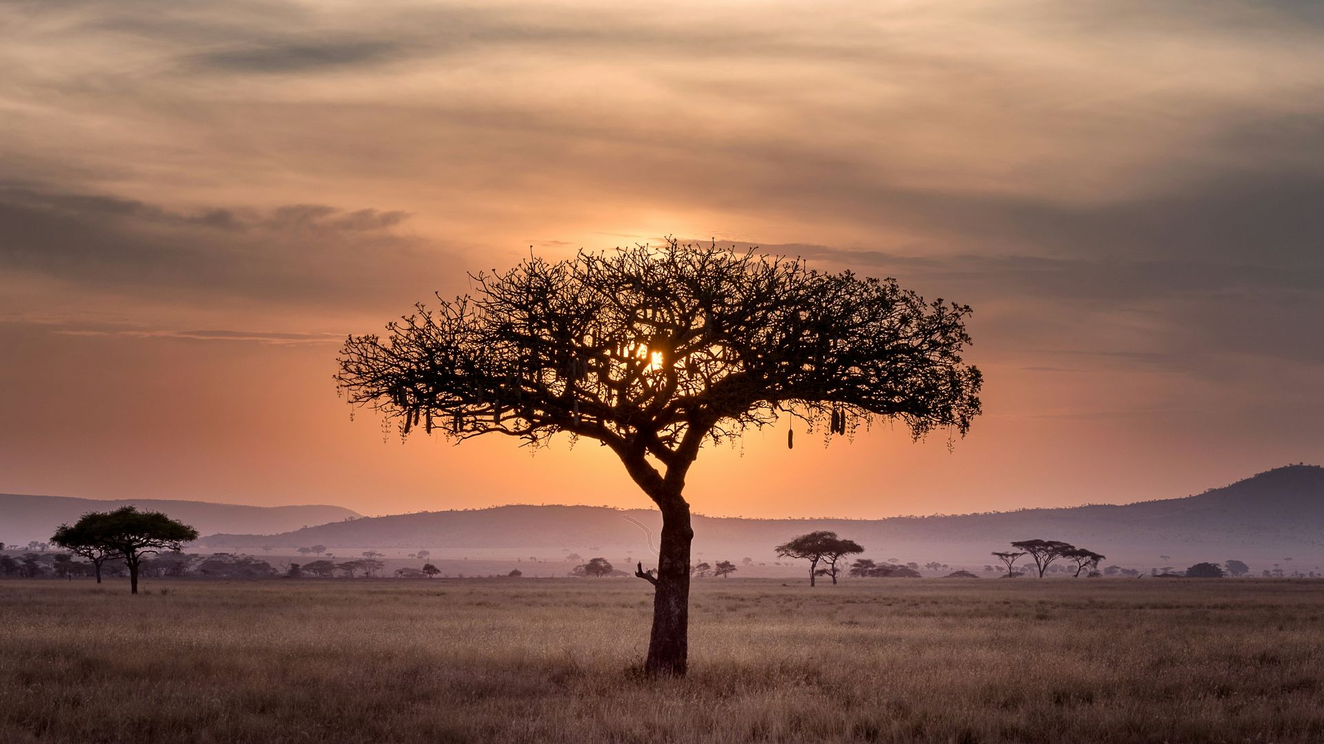 brown tree on surrounded by brown grass during golden hour