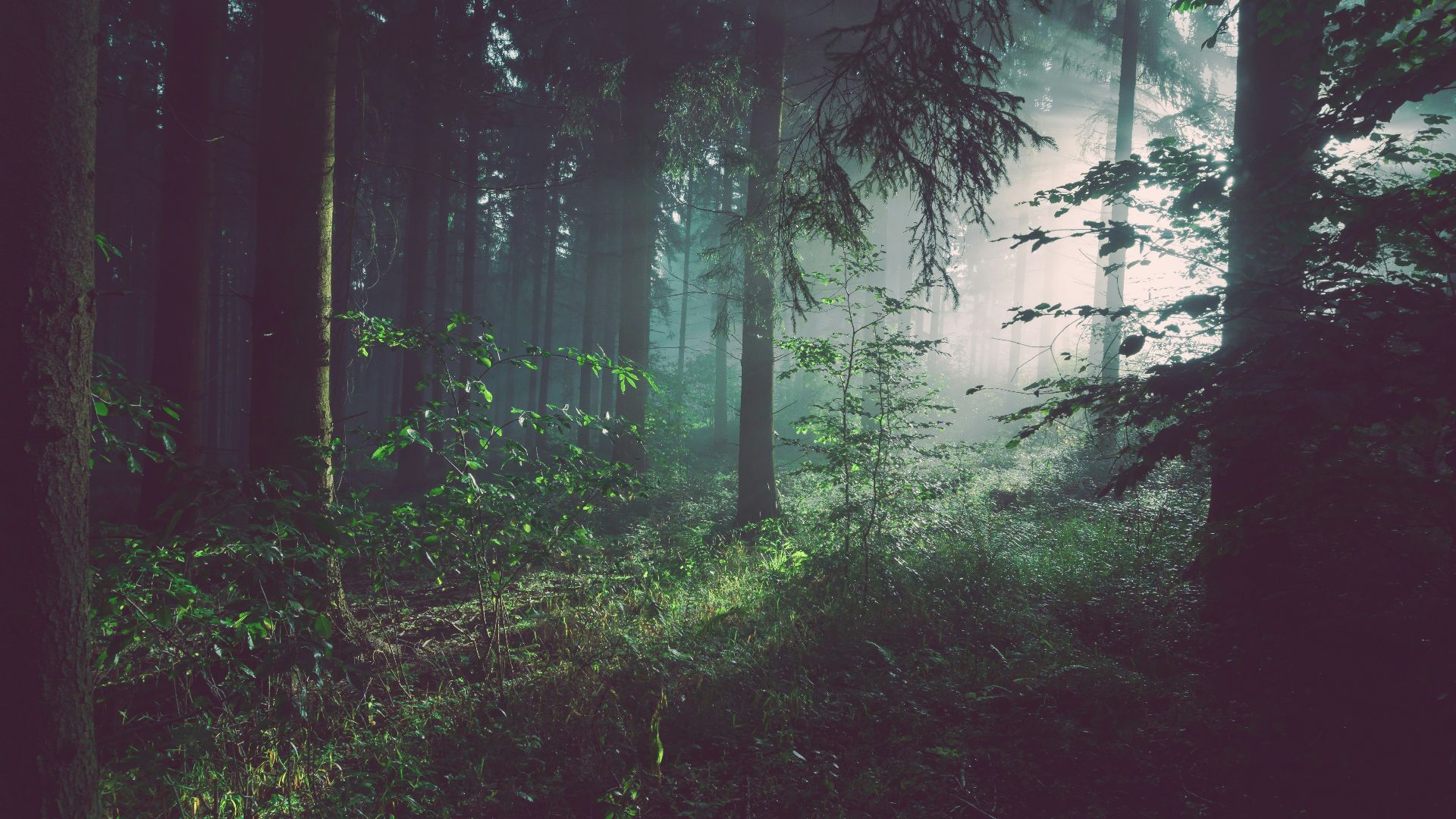 trees on forest with sun rays