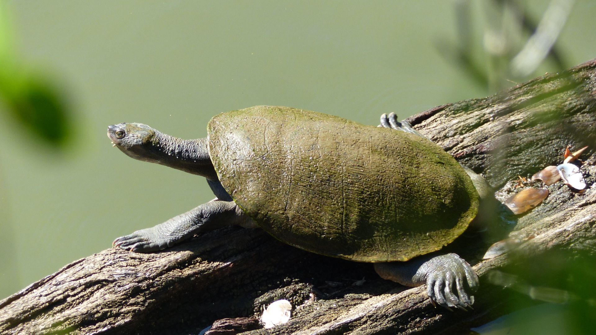 File:Elusor macrurus 102340797.jpg