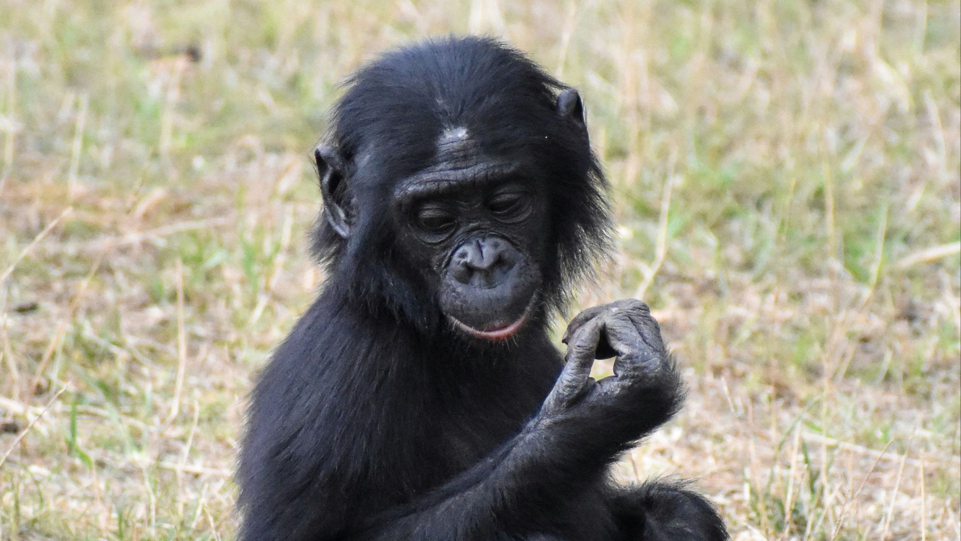 black gorilla on green grass during daytime