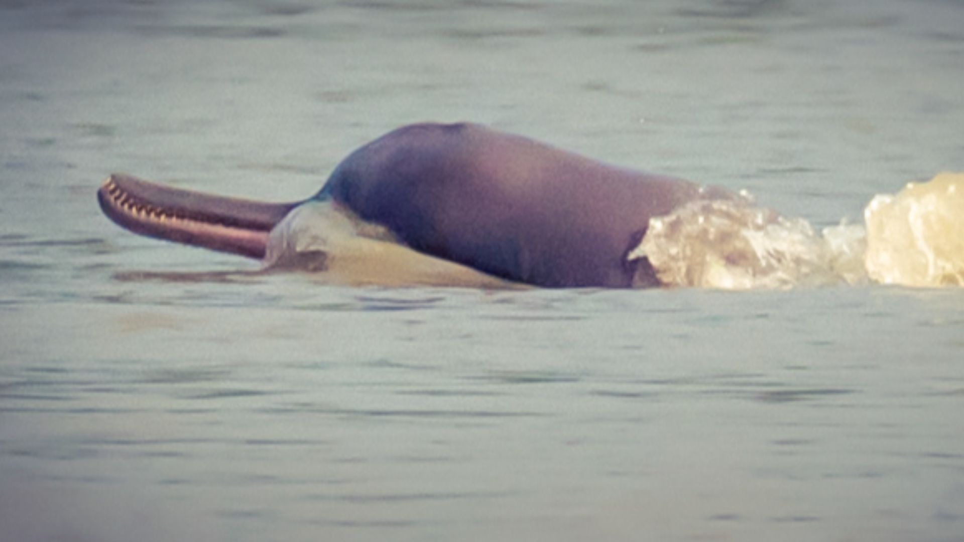 File:The Ganges river dolphin.jpg