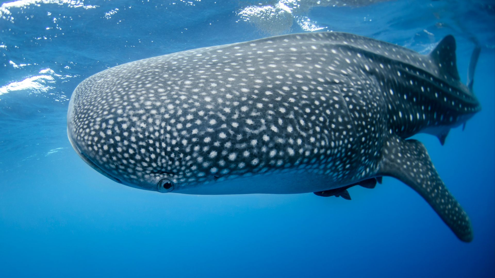 gray whale underwater