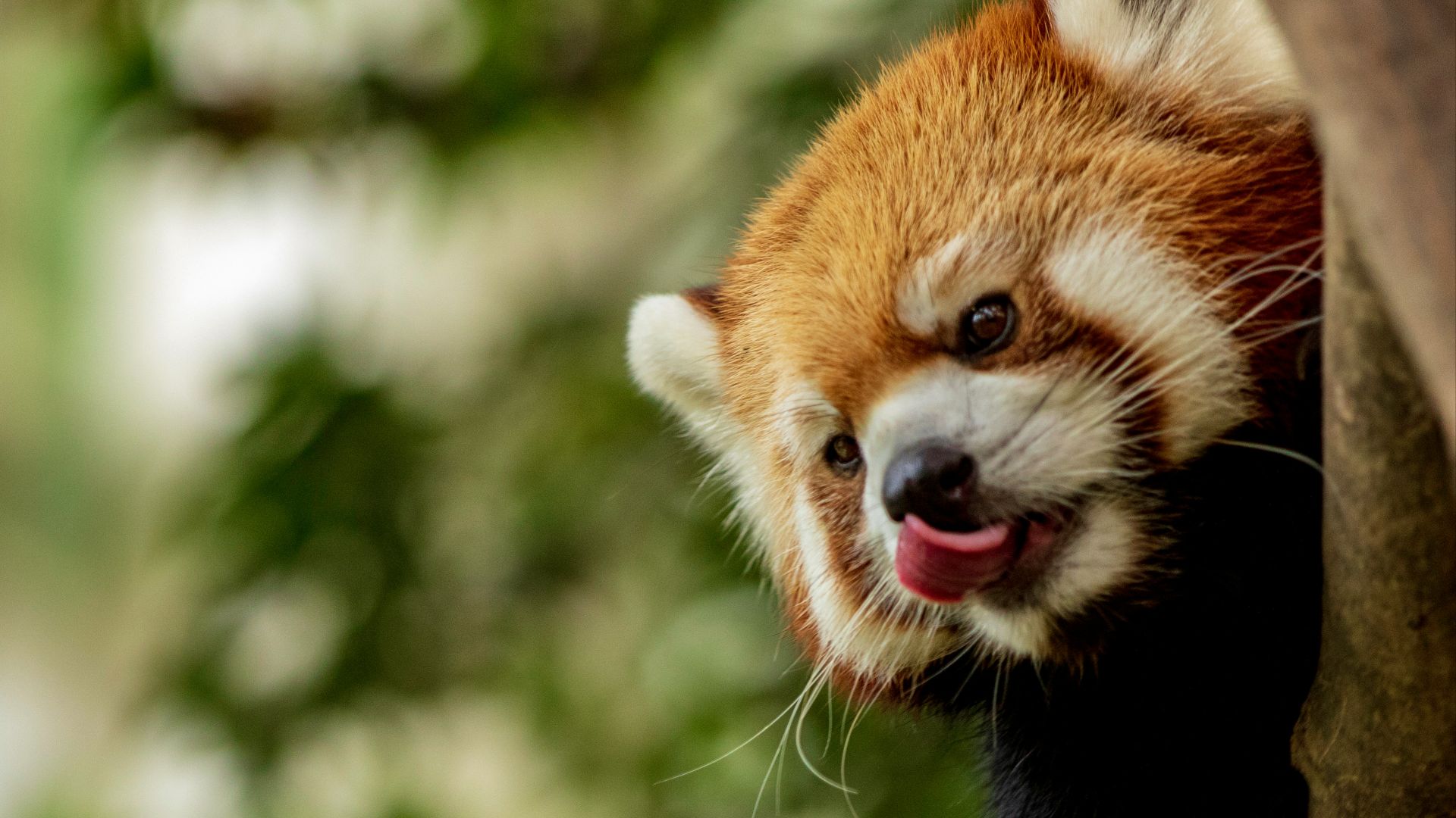 red panda climbing on tree