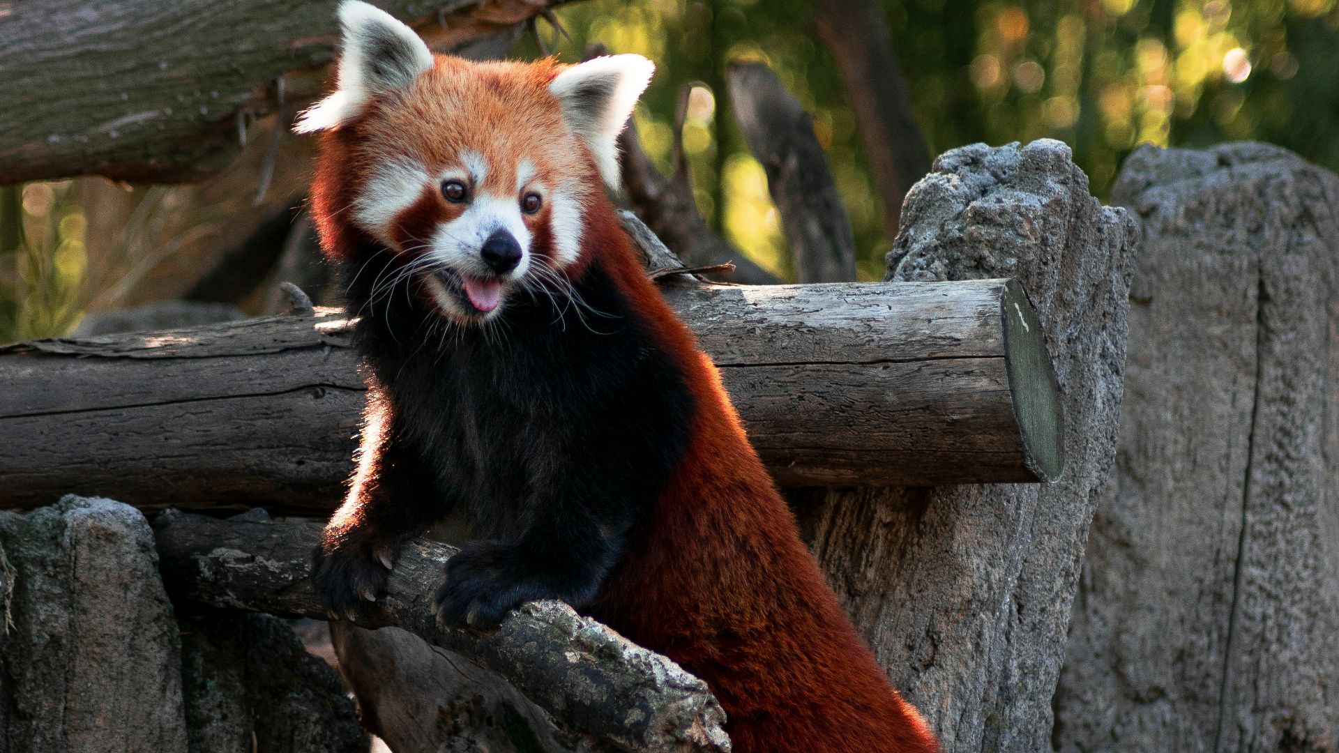 red panda on brown tree trunk during daytime