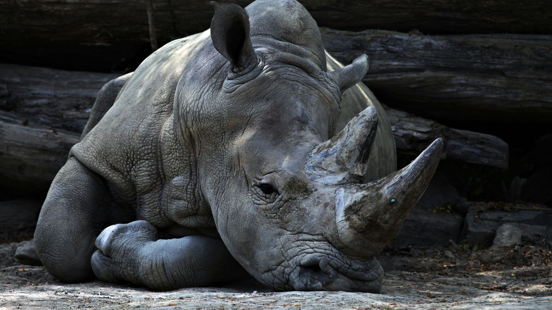 grey rhino lying beside grey cut logs