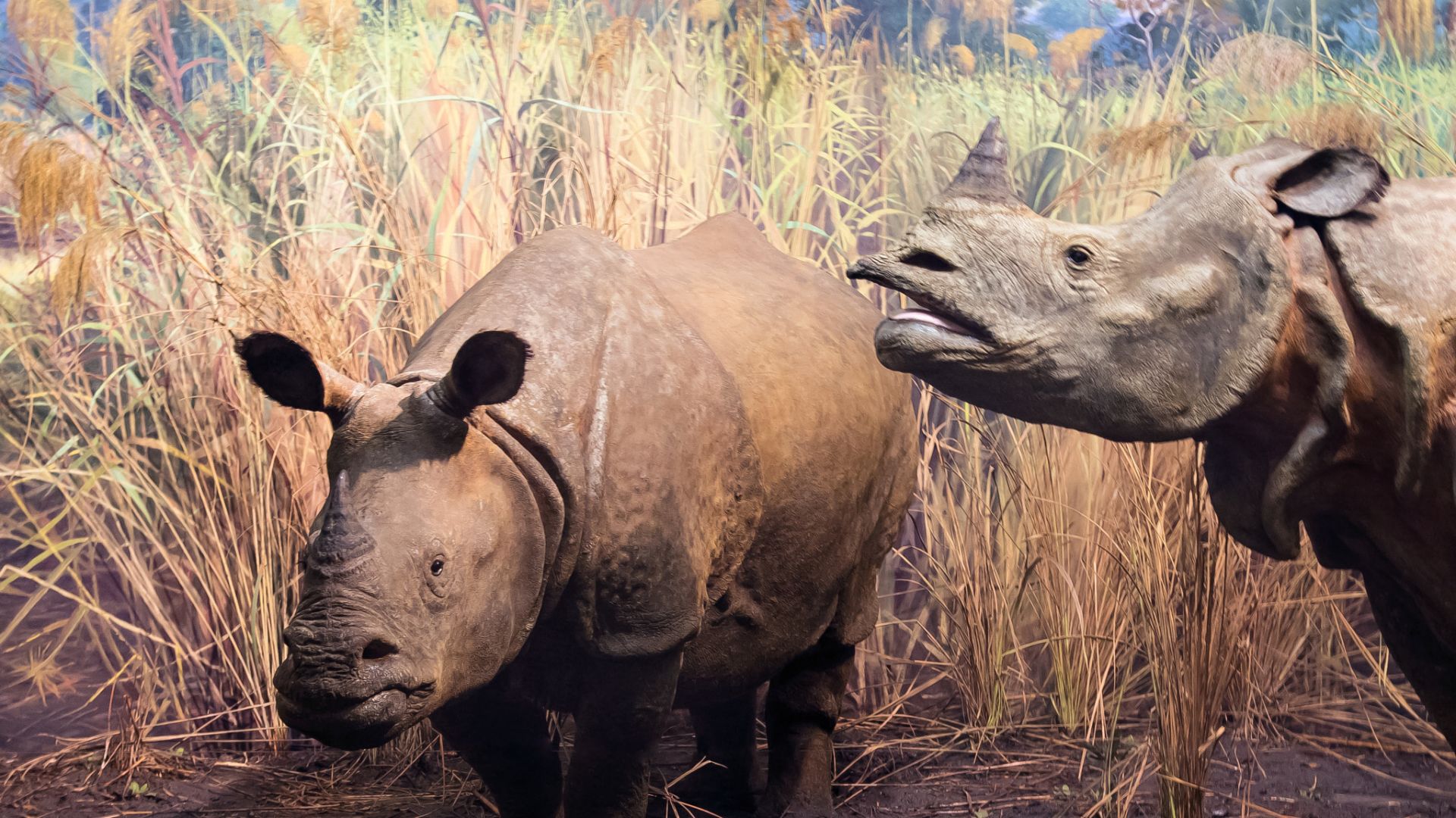 File:Lesser One Horned Rhinoceros Rhinoceros Sondaicus (53549614).jpeg