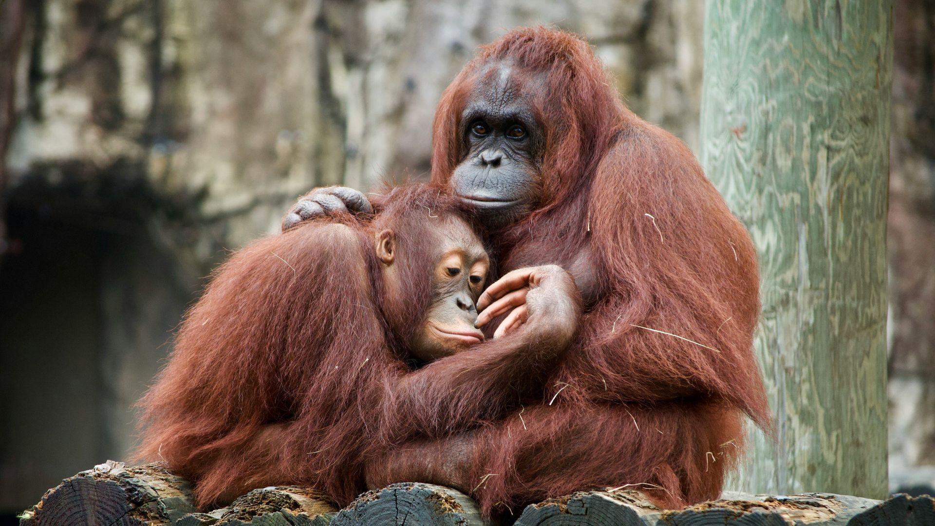 brown monkey on brown wooden log during daytime