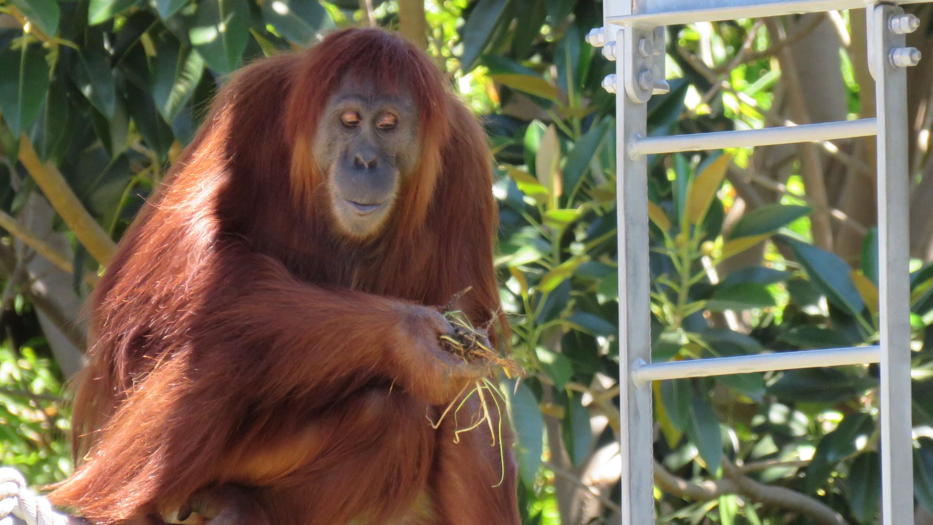 File:Sumatran Orangutan (Pongo abelii) at Perth Zoo, February 2023 14.jpg