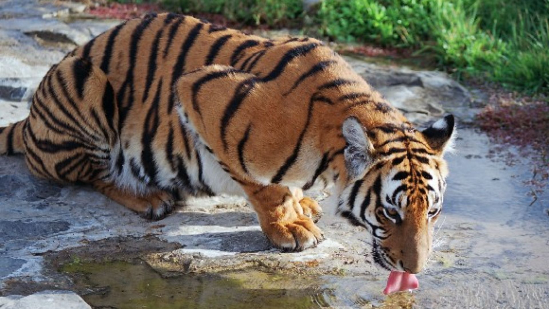 File:Panthera tigris amoyensis.jpg