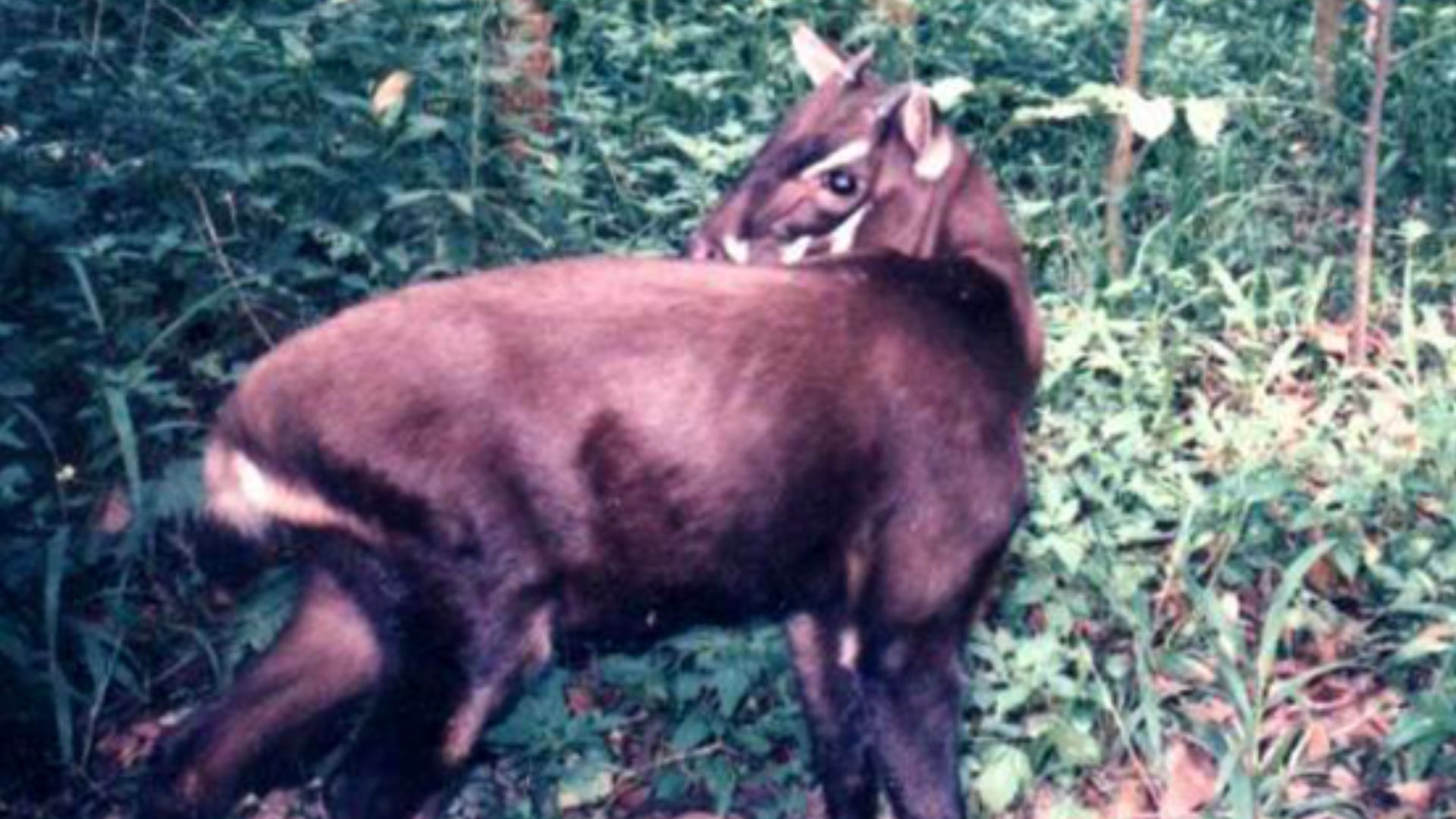 File:Pseudoryx nghetinhensis.PNG