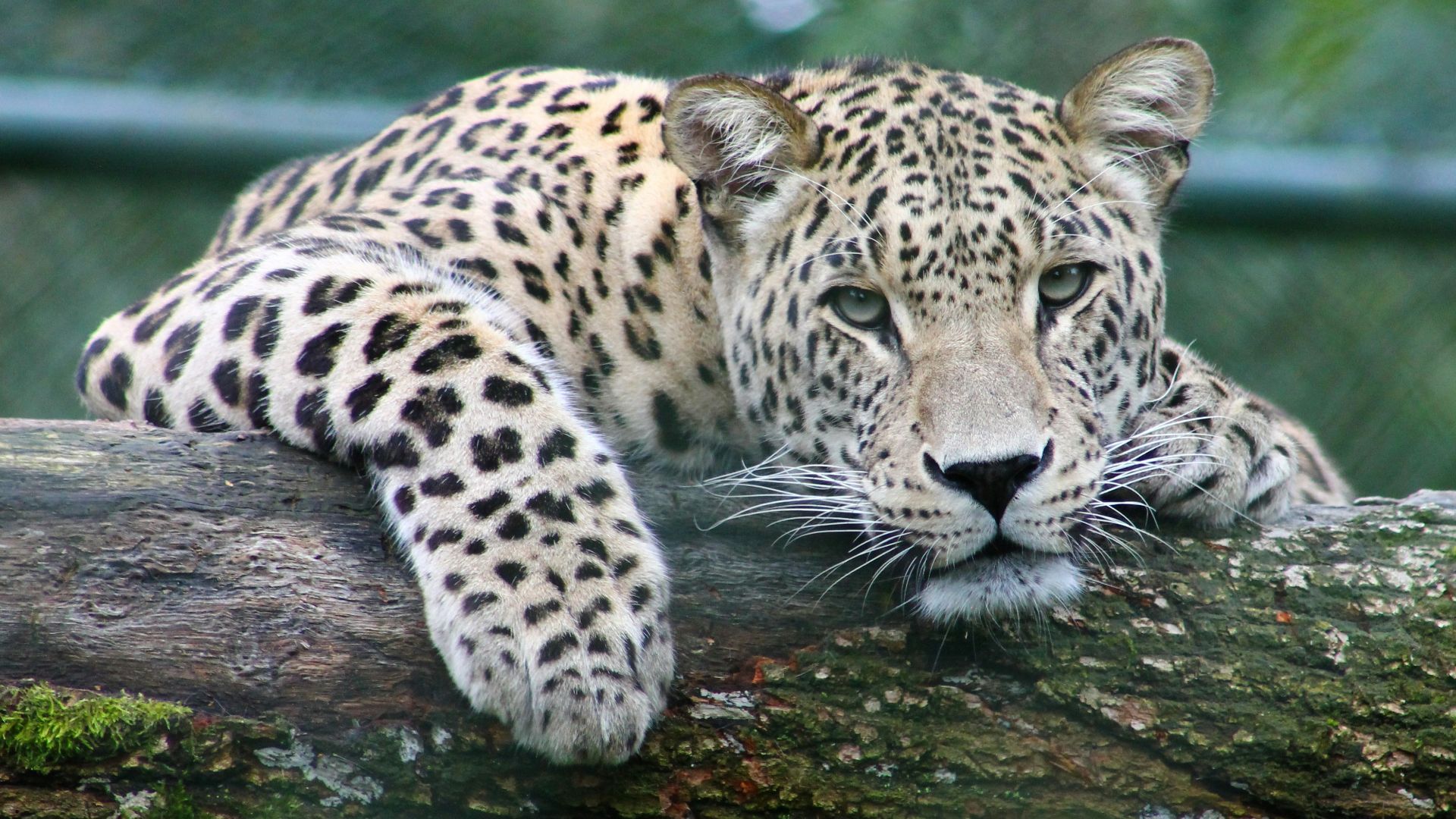 leopard on tree branch