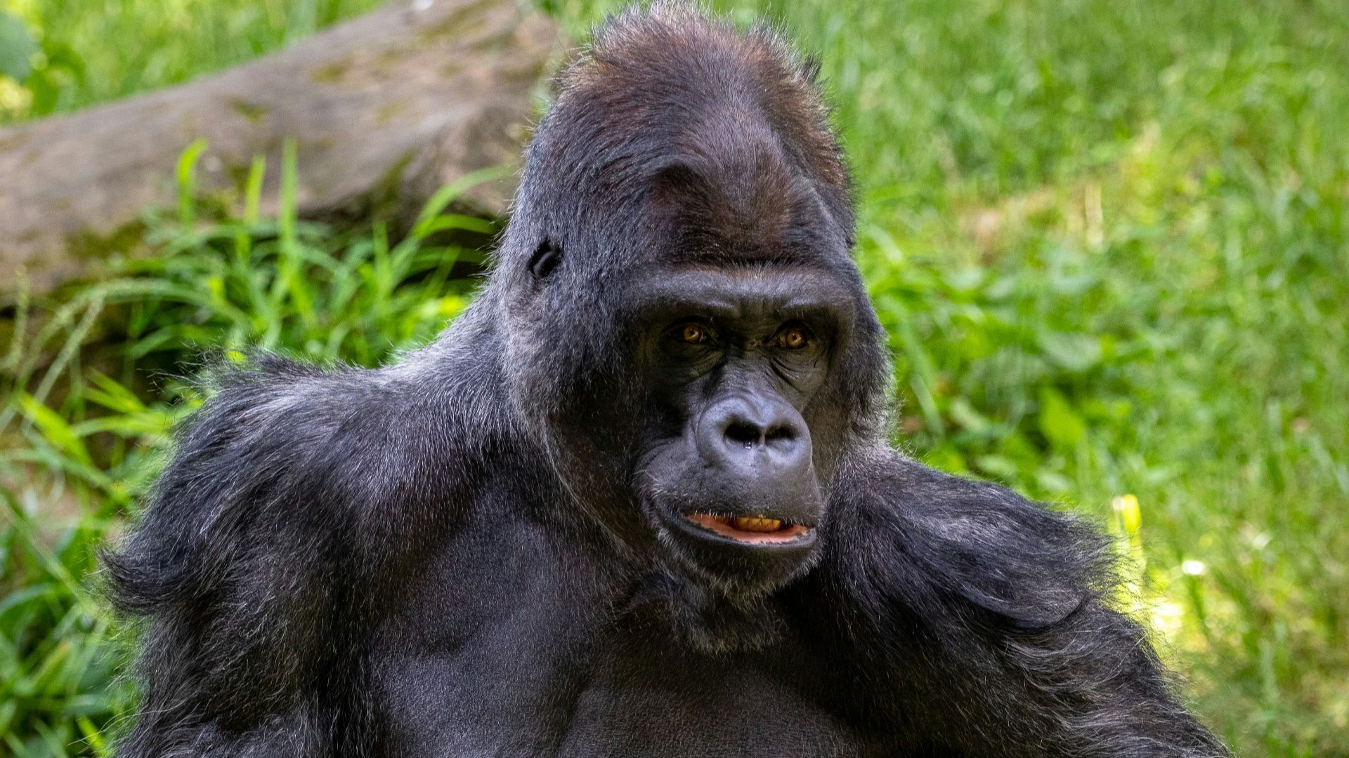 black gorilla on green grass during daytime