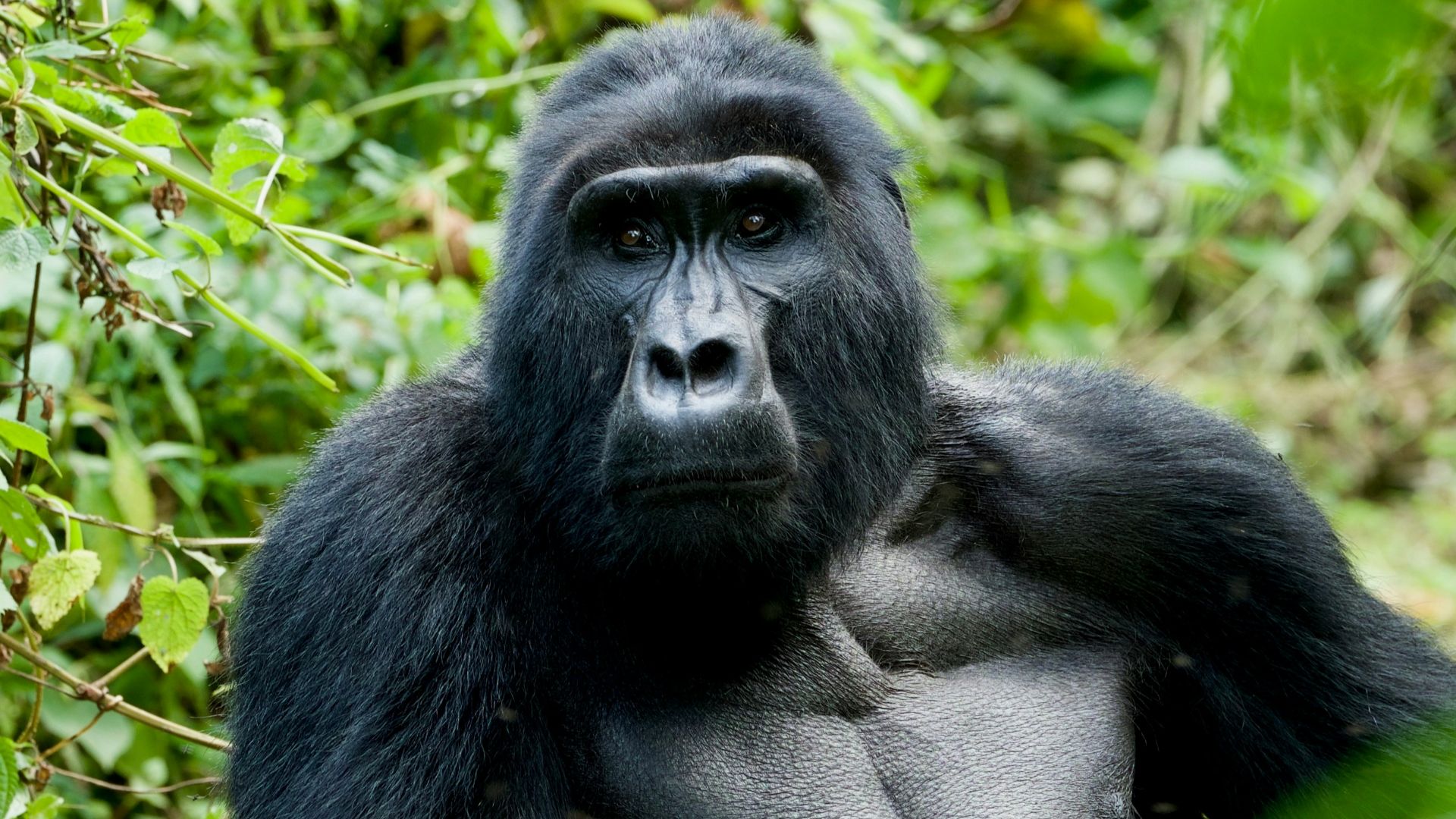 black gorilla near green plants