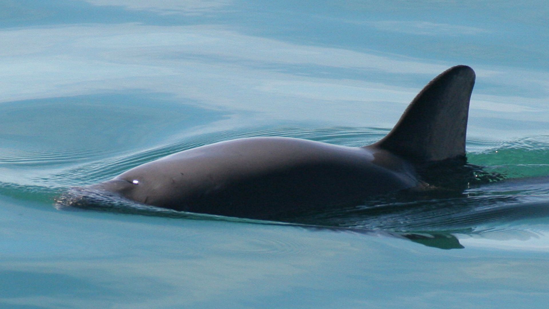 File:Vaquita4 Olson NOAA.jpg