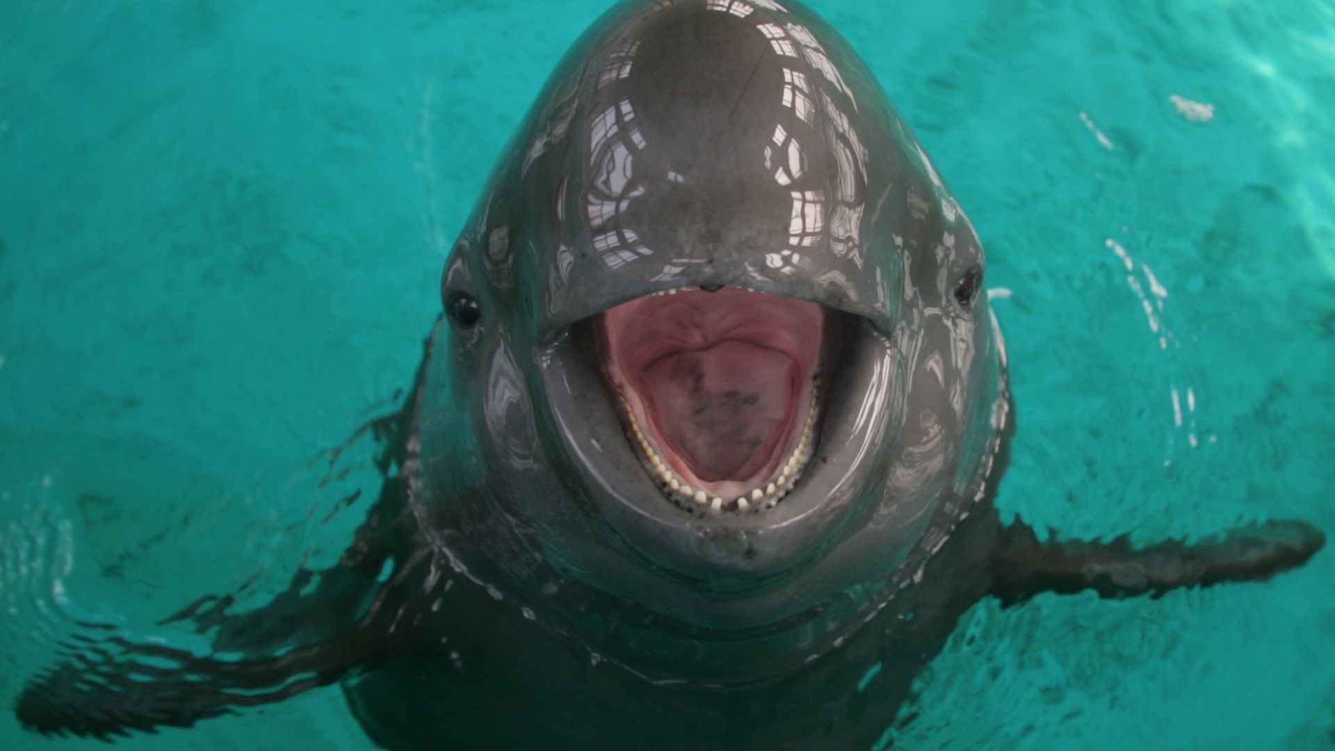 File:Yangtze finless porpoise, 12 February 2008a.jpg