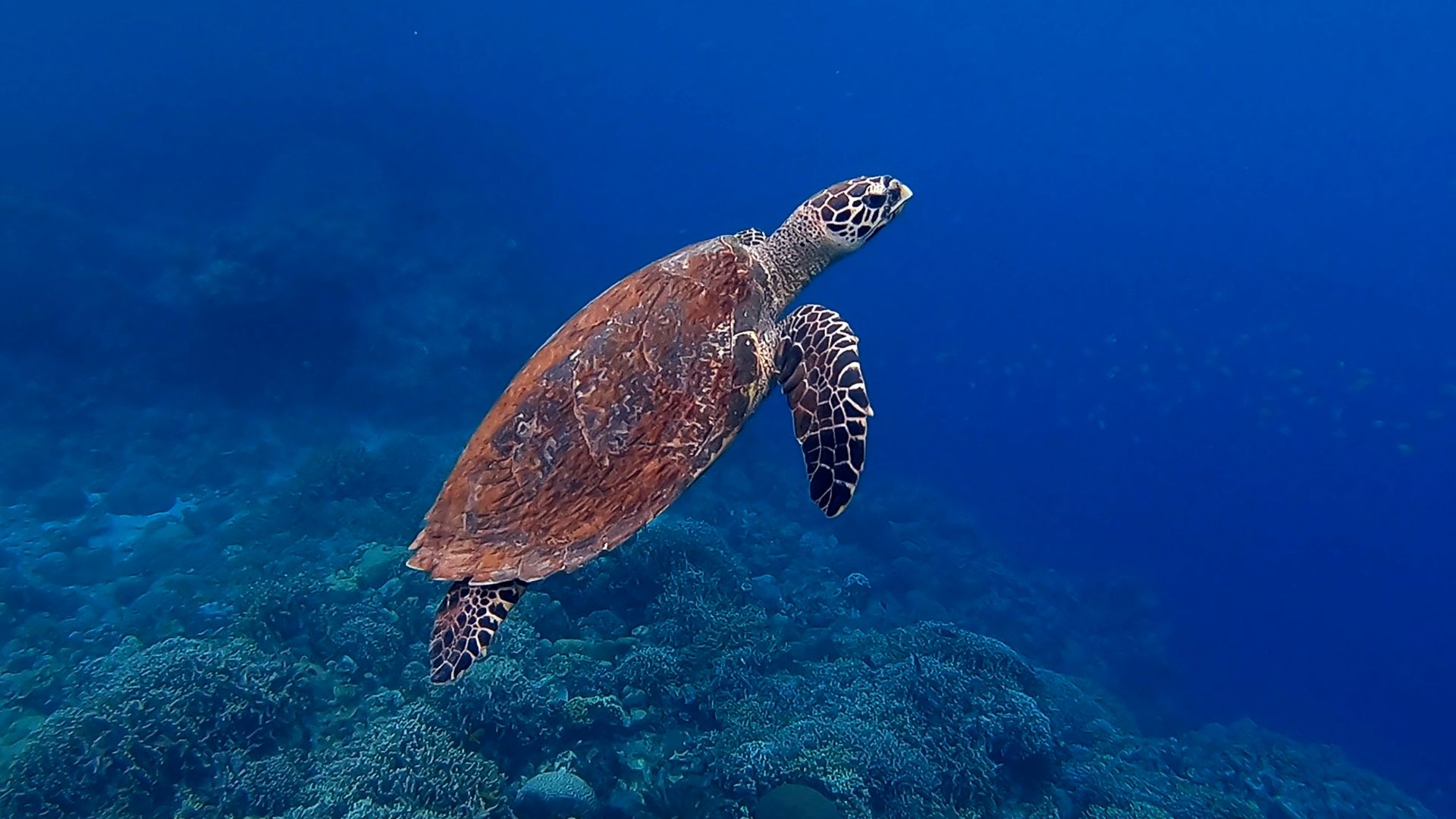 brown turtle in sea