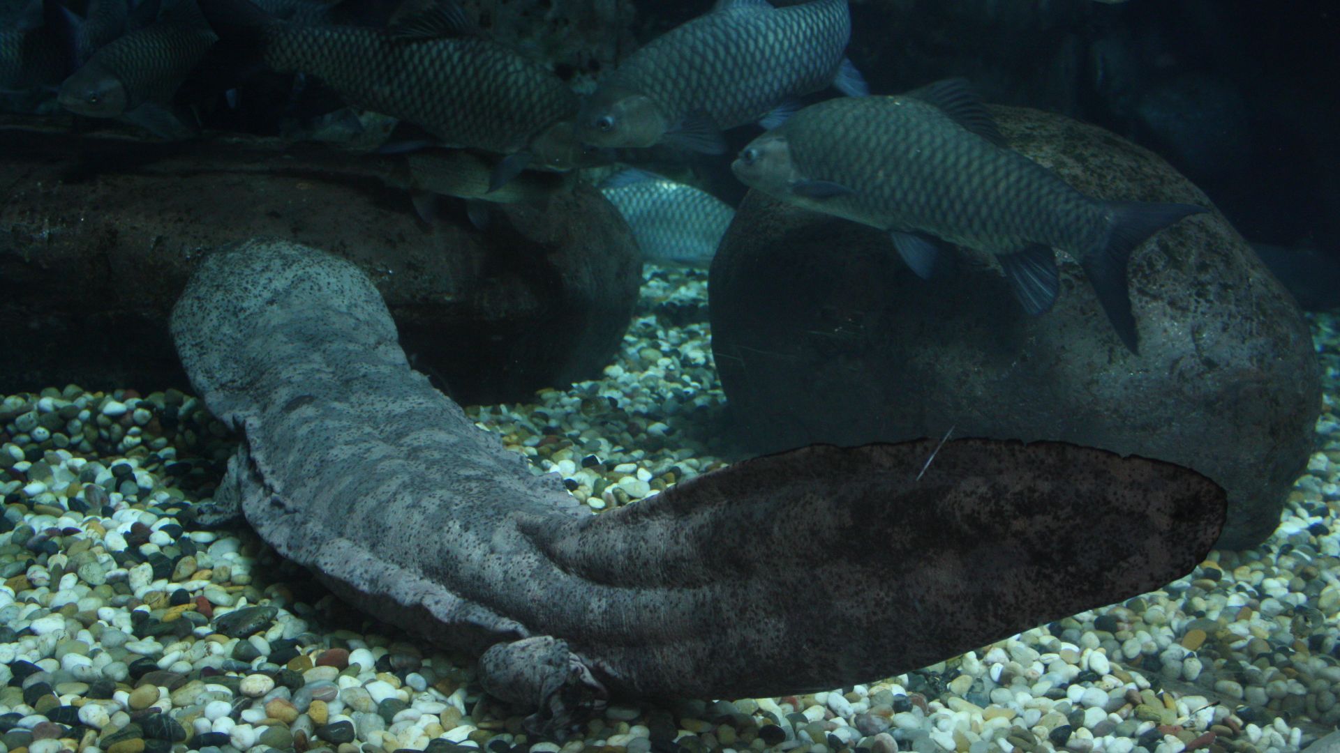 File:2009 Andrias davidianus.JPG