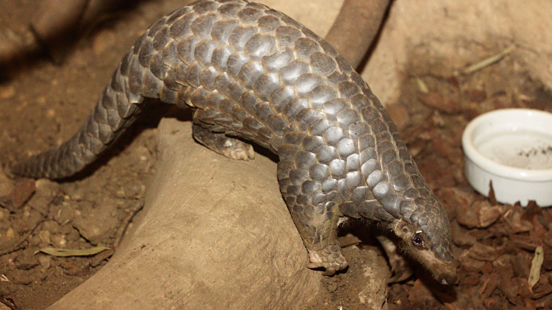 File:Zoo Leipzig - Tou Feng.jpg