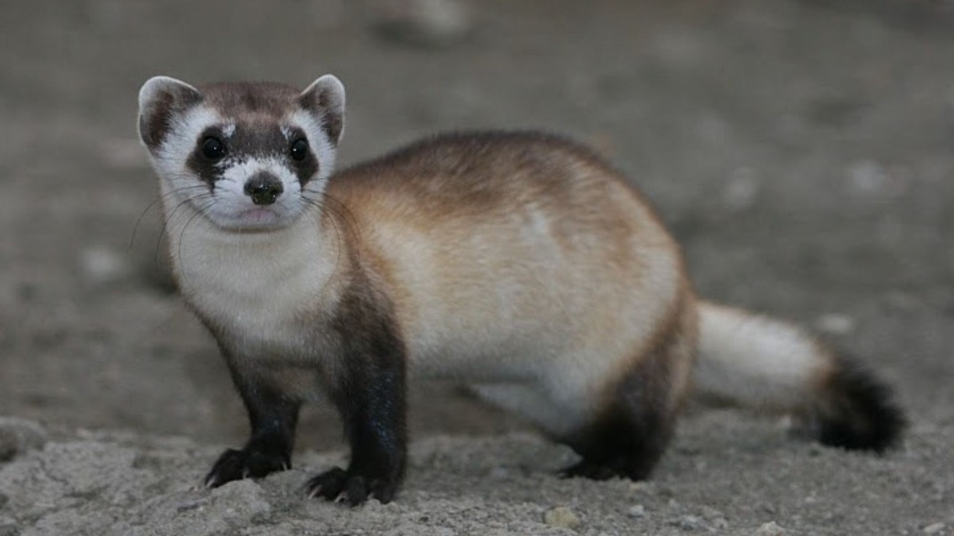 File:Mustela nigripes 2.jpg