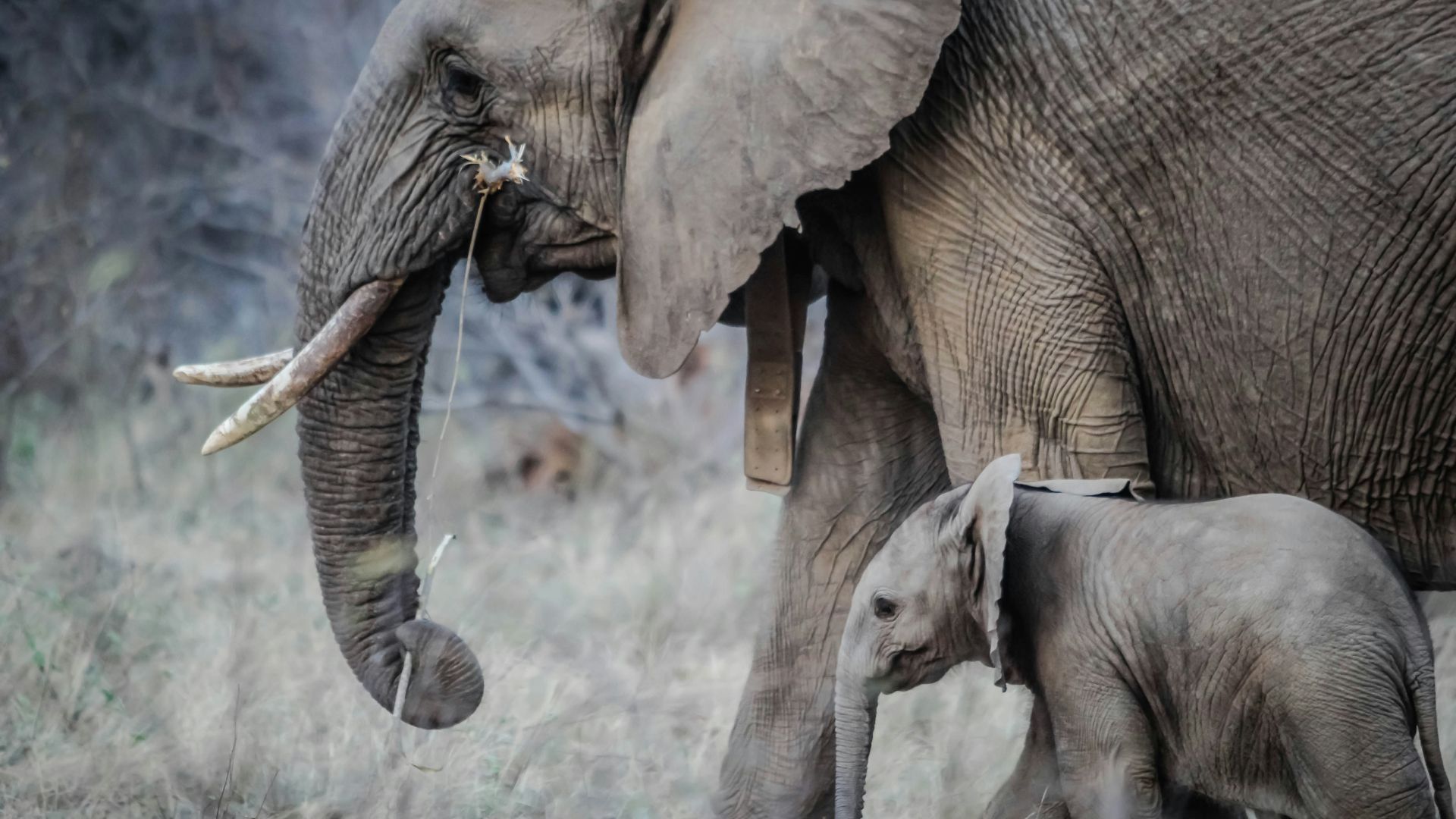 photo of black elephant