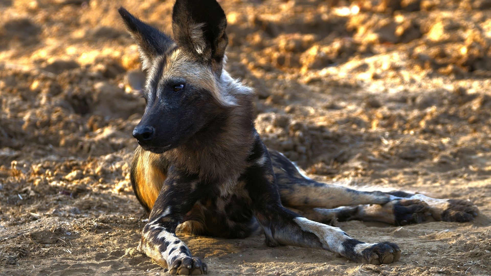 black and brown short coated dog