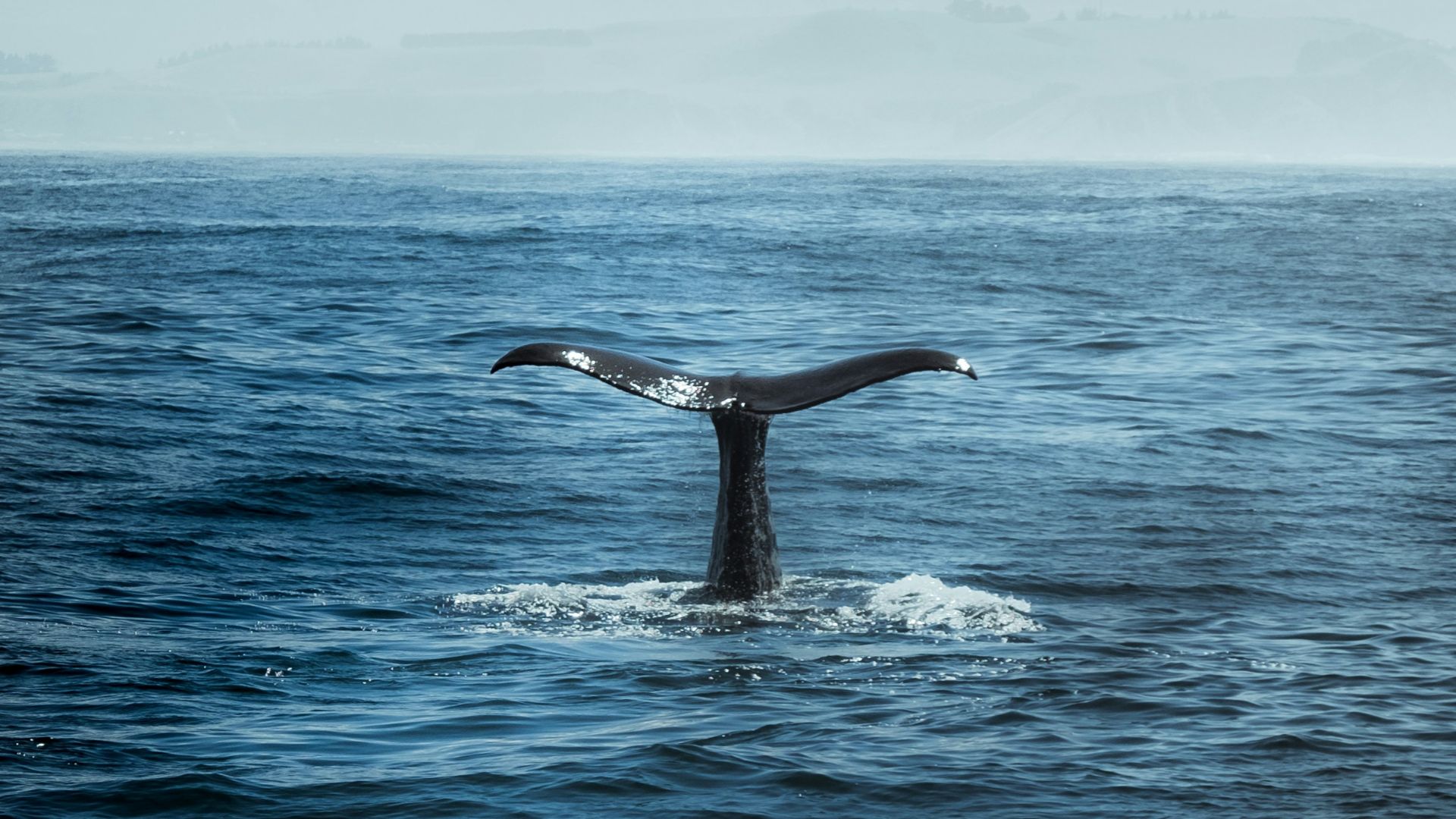 blue whale in body of water
